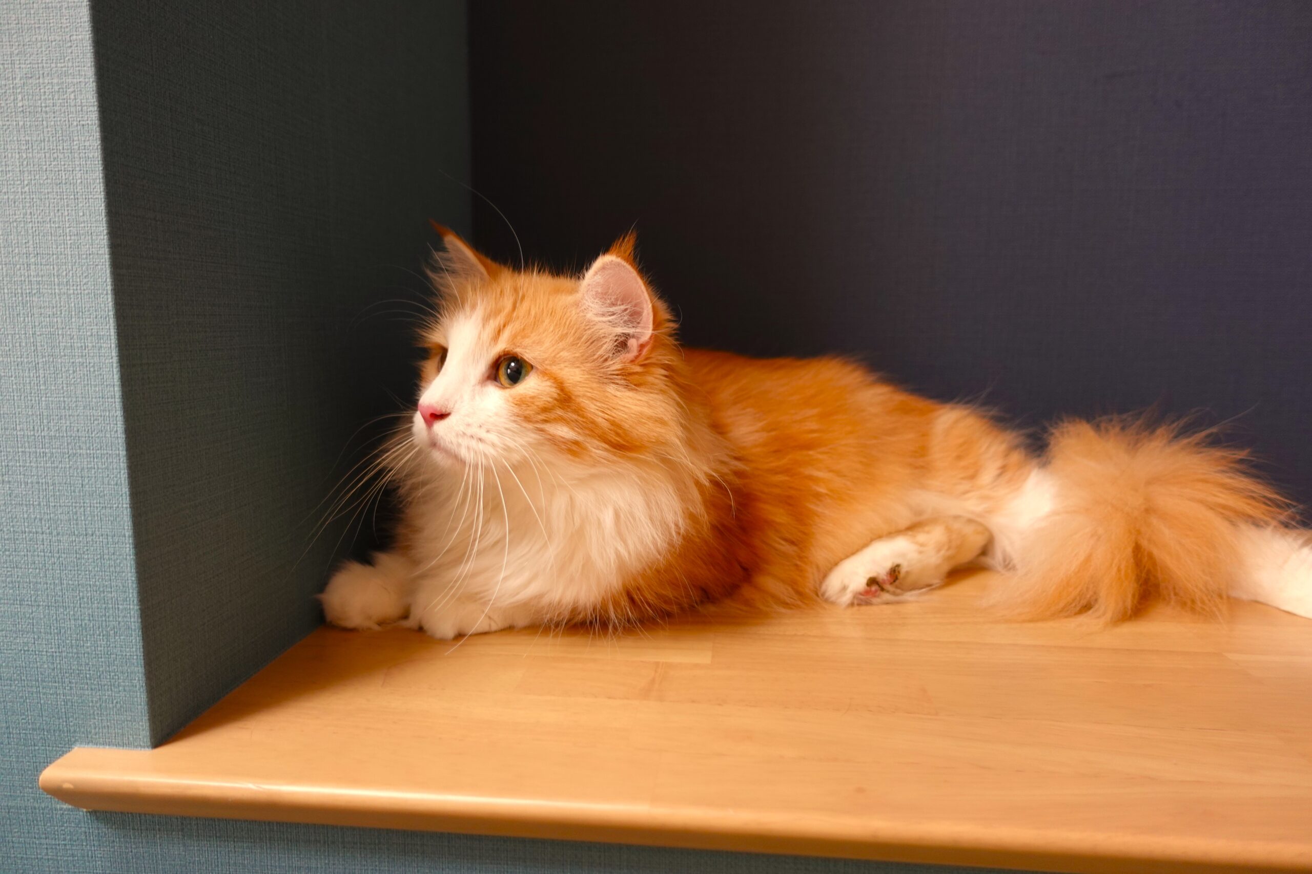 私たちについて｜ノルのおうち