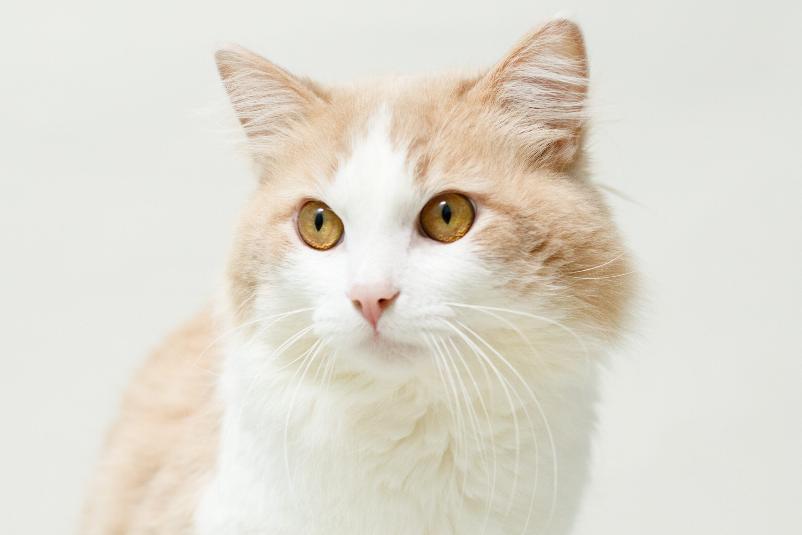 親猫紹介｜ノルのおうち