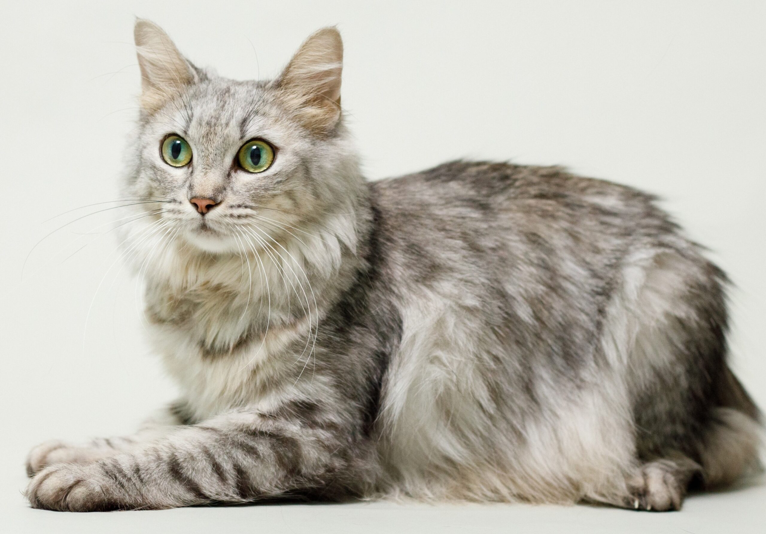 親猫紹介｜ノルのおうち