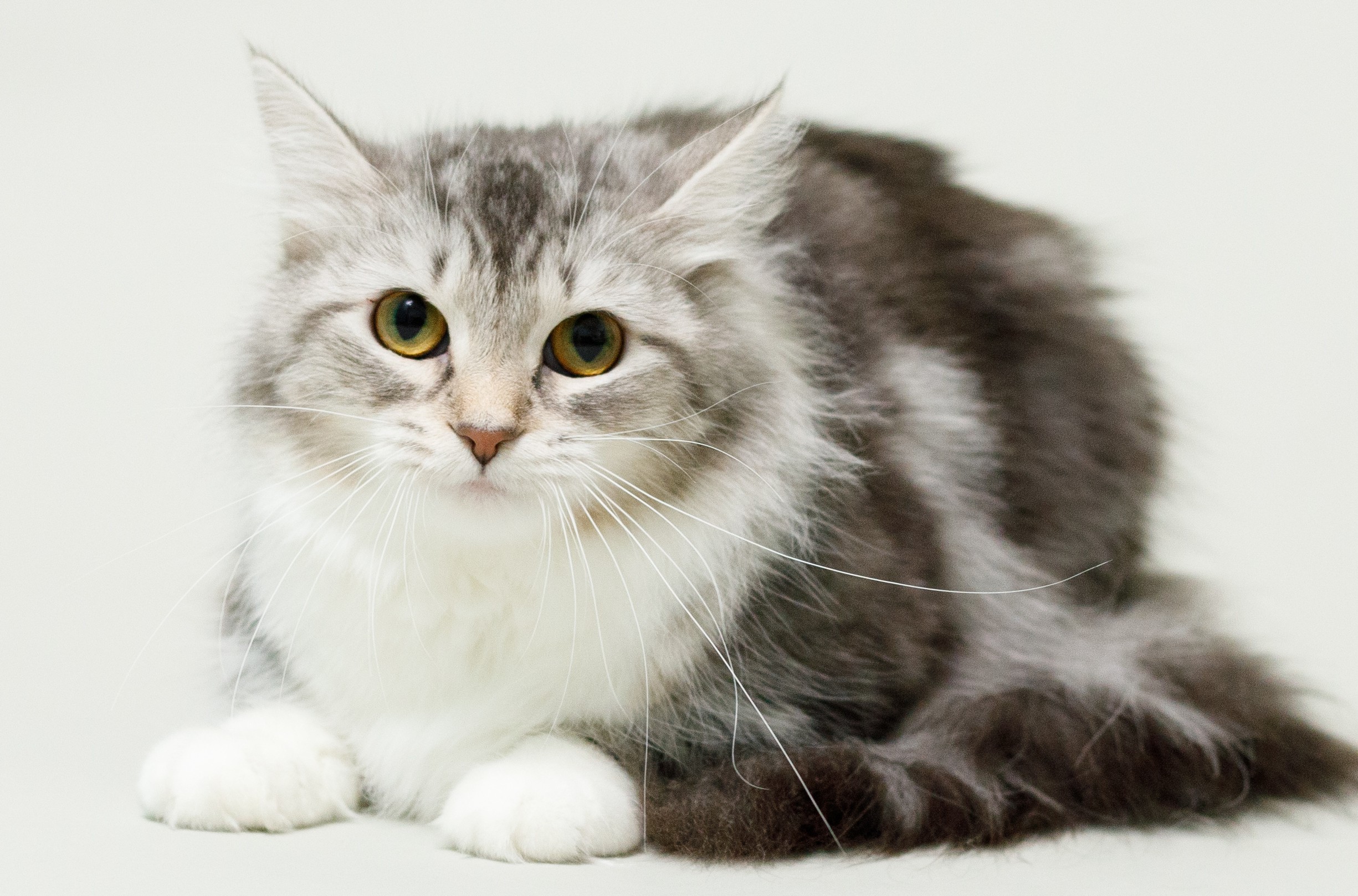 親猫紹介｜ノルのおうち