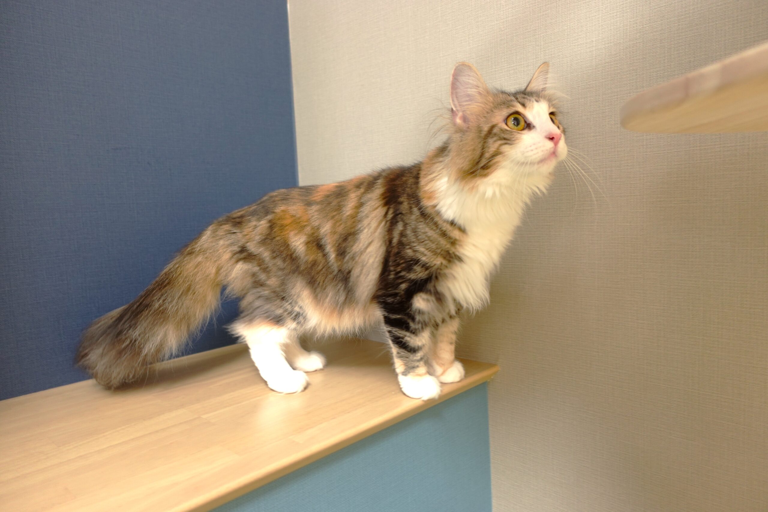 ノルのおうちのオンライン見学