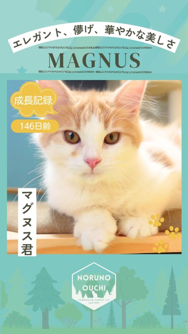 @norunoouchi ←見学依頼はこちらから
ご家族募集中🏠子猫の成長記録「マグヌス君」🐈

こんにちは！
ノルウェージャンフォレストキャット専門の猫ブリーダー「ノルのおうち」の垣内です👨‍⚕️👩‍🎓

今日は146日齢を迎えた我が家のマグヌス君の紹介です！
-———————————
🎩 遊び心いっぱいの冒険家、でも甘えん坊な一面も持つ魅力的な男の子 🐾

猫じゃらしで遊ぶのが大好きで、活発なエネルギーが溢れているこの男の子は、まさに小さな冒険家。
普段は他の猫たちと楽しそうにじゃれ合ったり、一人で部屋の隅々まで探検したりと、好奇心と冒険心に満ちた毎日を過ごしています。

でも、そんな冒険の合間にふと甘えてくることもあれば、急にツンとした表情を見せるツンデレな一面も持ち合わせています。
しっかりとした体格とふわふわで柔らかな毛並みも、この子の大きな魅力の一つです。

予測できないその可愛らしい性格と、まるでぬいぐるみのような美しい毛並み。
ぜひこの特別な男の子の魅力を、実際に感じてみてください。
-———————————

新しい家族との楽しい毎日を待っています。
ぜひお迎えください🌿
見学依頼はこちら→ @norunoouchi 

-———————————
性別：男の子
毛色：クリームマッカレルタビー&ホワイト
誕生日：2024年4月21日
性格：好奇心旺盛＆のんびり屋さん
アピールポイント：遊び心いっぱいの冒険家＆体格と毛並みの良さ♪
両親：シェリー・茶々丸
-———————————

🍃ノルのおうち🍃
ノルウェージャンフォレストキャット専門の猫ブリーダー

𓇢ノルウェージャンとの優雅で幸せな日常を発信中
𓇢ご家族募集中の子猫を紹介
𓇢ご家族募集開始／ご家族決定をお知らせ
𓇢飼育や健康管理のアドバイスを共有

🐾子猫を飼いたいと思っている方
🐾ノルの子猫について質問・相談がある方
🐾キャッテリーの見学をしてみたい方
プロフィールのリンクからお問い合わせください🙇‍♀️
→ @norunoouchi 

#ノルウェージャンフォレストキャットブリーダー #ノルウェージャンフォレストキャット #ノルウェージャンフォレストキャット子猫 #ノルウェージャンフォレストキャット男の子 #ノルウェージャンフォレスト #ノルウェージャン子猫 #ノルウェージャン #ノルウェージャン大好き #ノルウェージャン飼ってる #長毛猫ちゃん #長毛猫 #赤ちゃん猫 #猫 #子猫 #猫ブリーダー #子猫ブリーダー #子猫のいる暮らし #子猫生まれました #子猫好きな人と繋がりたい #猫好きな人 #子猫の成長日記 #猫ブリーダー直販 #子猫販売 #子猫販売情報 #子猫販売中 #キャッテリー #cat #kitten #norwegianforestcat #ノルのおうち