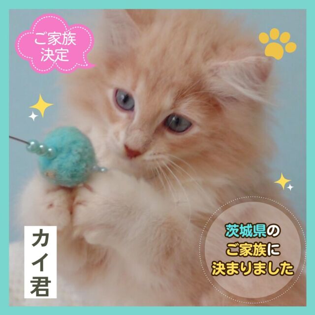 @norunoouchi ←最新の子猫情報はこちらから
ご家族決定のお知らせ🏠子猫「カイ君」🐈

こんにちは！
ノルウェージャンフォレストキャット専門の猫ブリーダー「ノルのおうち」の垣内です👨‍⚕️👩‍🎓

我が家のカイ君を茨城県のご家族にお迎えいただきました🎉💕
-———————————
我が家で初めて生まれた希少な ブルーアイの男の子👑です。
通常、ノルウェージャンの子猫は成長と共に目の色が変わりますが、
この子は生まれた時から美しいブルーアイ💙がそのままです。

性格は人懐っこく甘えん坊で、抱っこが大好き🤗

手元に残したいほど魅力的ですが、
他のオスとの縄張り争いを避けるため、手放すことにしました🫣

この度ノルウェージャンを複数飼われているご家族🏡🐱とご縁があり、
オンライン見学💻を経てご予約いただき、先日カイ君をお迎えいただきました🎊

これからの成長を楽しみに、末永く可愛がっていただければ幸いです😊
-———————————

我が家には素敵な子猫たちが沢山おり、
新しい家族との楽しい毎日を待っています。
ぜひお迎えください🌿
最新の子猫情報はこちら→ @norunoouchi 

-———————————

🍃ノルのおうち🍃
ノルウェージャンフォレストキャット専門の猫ブリーダー

𓇢ノルウェージャンとの優雅で幸せな日常を発信中
𓇢ご家族募集中の子猫を紹介
𓇢ご家族募集開始／ご家族決定をお知らせ
𓇢飼育や健康管理のアドバイスを共有

🐾子猫を飼いたいと思っている方
🐾ノルの子猫について質問・相談がある方
🐾キャッテリーの見学をしてみたい方
プロフィールのリンクからお問い合わせください🙇‍♀️
→ @norunoouchi 

#ノルウェージャンフォレストキャットブリーダー #ノルウェージャンフォレストキャット #ノルウェージャンフォレストキャット子猫 #ノルウェージャンフォレスト #ノルウェージャン子猫 #ノルウェージャン #ノルウェージャン大好き #ノルウェージャン飼ってる #長毛猫ちゃん #長毛猫 #赤ちゃん猫 #猫 #子猫 #猫ブリーダー #子猫ブリーダー #子猫のいる暮らし #子猫好きな人と繋がりたい #猫好きな人 #猫のいる生活 #猫のいる生活プライスレス #猫ブリーダー直販 #子猫販売 #子猫販売情報 #子猫販売中 #キャッテリー #cat #kitten #norwegianforestcat #ノルのおうち