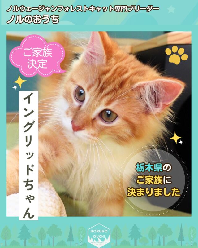 @norunoouchi ←最新の子猫情報はこちらから
ご家族決定のお知らせ🏠子猫「イングリッドちゃん」🐈

こんにちは！
ノルウェージャンフォレストキャット専門の猫ブリーダー「ノルのおうち」の垣内です👨‍⚕️👩‍🎓

我が家のイングリッドちゃんを栃木県のご家族にお迎えいただきました🎉💕
-———————————
イングリッドちゃんは、黄金比🌟の顔立ちを持つ、とても魅力的な子猫です🐾
爆裂可愛いタイガーのような茜色のコートが特徴で、
柔らかい毛並みと美しい瞳も飼い主の心を癒してくれます！

また、愛情深い性格で、優しく落ち着いた雰囲気を漂わせています。

最初は少し人見知りするかもしれませんが、
すぐに打ち解けて一緒に遊んでくれるようになる子です♪

この度、栃木県のご家族🏡とご縁がありました。
昨年ご高齢で亡くなった猫ちゃん🐱に、
イングリッドちゃんの見た目や雰囲気がそっくり。
日々配信している写真と動画をご覧になり、大変気に入っていただいており、
直接見学当日にイングリッドちゃんをお迎えいただきました🎊

これからの成長を楽しみに、末永く可愛がっていただければ幸いです😊
-———————————

我が家には素敵な子猫たちが沢山おり、
新しい家族との楽しい毎日を待っています。
ぜひお迎えください🌿
最新の子猫情報はこちら→ @norunoouchi 

-———————————

🍃ノルのおうち🍃
ノルウェージャンフォレストキャット専門の猫ブリーダー

𓇢ノルウェージャンとの優雅で幸せな日常を発信中
𓇢ご家族募集中の子猫を紹介
𓇢ご家族募集開始／ご家族決定をお知らせ
𓇢飼育や健康管理のアドバイスを共有

🐾子猫を飼いたいと思っている方
🐾ノルの子猫について質問・相談がある方
🐾キャッテリーの見学をしてみたい方
プロフィールのリンクからお問い合わせください🙇‍♀️
→ @norunoouchi 

#ノルウェージャンフォレストキャットブリーダー #ノルウェージャンフォレストキャット #ノルウェージャンフォレストキャット子猫 #ノルウェージャンフォレスト #ノルウェージャン子猫 #ノルウェージャン #ノルウェージャン大好き #ノルウェージャン飼ってる #長毛猫ちゃん #長毛猫 #赤ちゃん猫 #猫 #子猫 #猫ブリーダー #子猫ブリーダー #子猫のいる暮らし #子猫好きな人と繋がりたい #猫好きな人 #猫のいる生活 #猫のいる生活プライスレス #猫ブリーダー直販 #子猫販売 #子猫販売情報 #子猫販売中 #キャッテリー #cat #kitten #norwegianforestcat #ノルのおうち