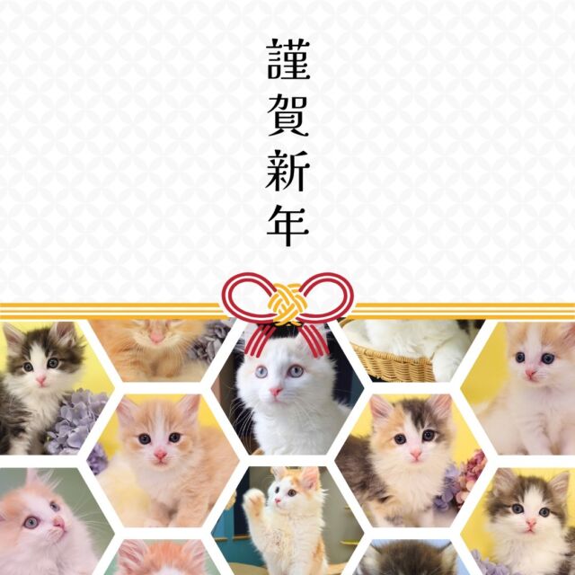 @norunoouchi ←最新の子猫情報はこちらから
【新年のご挨拶と抱負🎍✨】

新年、明けましておめでとうございます！

ノルウェージャンフォレストキャット専門の猫ブリーダー「ノルのおうち」の垣内です👨‍⚕️👩‍🎓

昨年は多くの方々に「ノルのおうち」をご愛顧いただき、
心より感謝申し上げます。
子猫たちが素敵なご家族に迎えられ、
幸せに暮らしている姿をお聞きするたび、
大変嬉しく思っています。

今年も引き続き、
皆さまと猫ちゃんたちの
幸せなご縁をつなぐお手伝いを
全力でさせていただきます✨

2025年は、
さらに「健康で人懐っこい子猫」を育てることを目標に、
猫たちの健康管理と愛情を注ぐ時間を
より一層大切にしていきます。

また、お客様に当猫舎の取り組みや
猫ちゃんたちの魅力を積極的に発信し、
多くの方々に私たちの思いを
お届けしていきたいと考えています。

Instagramでは、
猫たちの成長日記や飼育のヒント、
皆さまのお役に立つ情報を
お届けしていきます。

ぜひ今年も「ノルのおうち」を
よろしくお願いいたします。

皆さまにとっても、
この1年が幸多き年となりますように🌸
-———————————

我が家には素敵な子猫たちが沢山おり、
新しい家族との楽しい毎日を待っています。
ぜひお迎えください🌿
最新の子猫情報はこちら→ @norunoouchi

-———————————

🍃ノルのおうち🍃
ノルウェージャンフォレストキャット専門の猫ブリーダー

𓇢ノルウェージャンとの優雅で幸せな日常を発信中
𓇢ご家族募集中の子猫を紹介
𓇢ご家族募集開始／ご家族決定をお知らせ
𓇢飼育や健康管理のアドバイスを共有

🐾子猫を飼いたいと思っている方
🐾ノルの子猫について質問・相談がある方
🐾キャッテリーの見学をしてみたい方
プロフィールのリンクからお問い合わせください🙇‍♀️
→ @norunoouchi

#ノルウェージャンフォレストキャットブリーダー #ノルウェージャンフォレストキャット #ノルウェージャンフォレストキャット子猫 #ノルウェージャンフォレスト #ノルウェージャン子猫 #ノルウェージャン #ノルウェージャン大好き #ノルウェージャン飼ってる #長毛猫ちゃん #長毛猫 #赤ちゃん猫 #猫 #子猫 #猫ブリーダー #子猫ブリーダー #子猫のいる暮らし #子猫好きな人と繋がりたい #猫好きな人 #猫のいる生活 #猫のいる生活プライスレス #猫ブリーダー直販 #子猫販売 #子猫販売情報 #子猫販売中 #キャッテリー #cat #kitten #norwegianforestcat #ノルのおうち