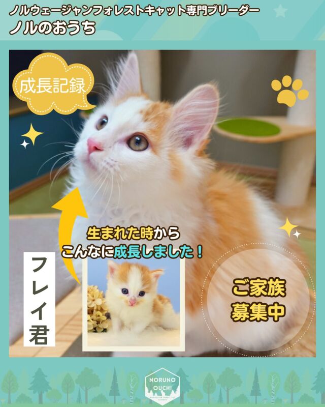 @norunoouchi ←見学依頼はこちらから
ご家族募集中🏠子猫の成長記録「フレイ君」🐈

こんにちは🌸
ノルウェージャンフォレストキャット専門の猫ブリーダー「ノルのおうち」の垣内です👨‍⚕️👩‍🎓

今日は【116日齢】を迎えた我が家の【フレイ君】をご紹介します！

-———————————
✨フレイ君の魅力をご紹介✨
フレイ君は、レッドの明るい毛色と
ハチワレ模様が魅力的な男の子です🐾
好奇心旺盛でしっかりとした体格を持ち、
愛らしい表情が見る人を惹きつけます💕
その柔らかくふわふわな毛並みに触れると、
自然と心が温まることでしょう✨

性別：男の子
毛色：レッドクラシックタビー&ホワイト
誕生日：2024年9月25日
性格：人懐っこく好奇心旺盛♪
アピールポイント：ハチワレ柄の熊さんのような可愛いお顔♪
両親：アリシア・ひなた

-———————————

🐾見学での特別な体験🐾
実際に会いに来ていただくと、
子猫ちゃんの愛らしい表情や仕草を
間近でご覧いただけます✨

オンラインでの見学も可能です！

また、健康状態や性格について、
私たちブリーダーから直接ご説明し、
飼育に関するご相談にも丁寧にお答えします。

-———————————

📩見学のお申し込みをお待ちしています！
新しい家族との楽しい毎日を心待ちにしています🐱💕
ぜひ、素敵な出会いを見つけてください🌿
見学依頼はこちら→ @norunoouchi

-———————————

🍃ノルのおうち🍃
ノルウェージャンフォレストキャット専門の猫ブリーダー

𓇢ノルウェージャンとの優雅で幸せな日常を発信中
𓇢ご家族募集中の子猫を紹介
𓇢ご家族募集開始／ご家族決定をお知らせ
𓇢飼育や健康管理のアドバイスを共有

🐾子猫を飼いたいと思っている方
🐾ノルの子猫について質問・相談がある方
🐾キャッテリーの見学をしてみたい方
プロフィールのリンクからお問い合わせください🙇‍♀️
→ @norunoouchi 

#ノルウェージャンフォレストキャットブリーダー #ノルウェージャンフォレストキャット #ノルウェージャンフォレストキャット子猫 #ノルウェージャンフォレスト #ノルウェージャン子猫 #ノルウェージャン #ノルウェージャン大好き #ノルウェージャン飼ってる #長毛猫ちゃん #長毛猫 #赤ちゃん猫 #猫 #子猫 #猫ブリーダー #子猫ブリーダー #子猫のいる暮らし #子猫好きな人と繋がりたい #猫好きな人 #猫のいる生活 #猫のいる生活プライスレス #猫ブリーダー直販 #子猫販売 #子猫販売情報 #子猫販売中 #キャッテリー #cat #kitten #norwegianforestcat #ノルのおうち