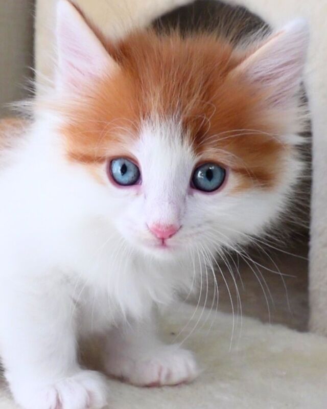 ←見学依頼はこちらから
🐈ご家族募集中🏠
もみじ（Momiji）♂
#ノルのおうち #ノルウェージャンのいる暮らし
#ノルウェージャンフォレストキャットブリーダー
#ノルウェージャンブリーダー #ノルウェージャン子猫