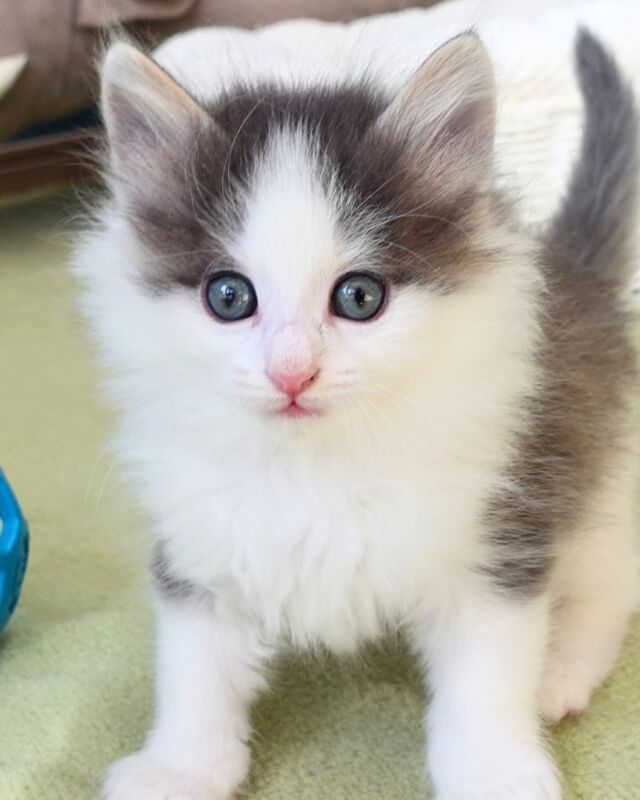 ←見学依頼はこちらから
🐈ご家族募集中🏠
しずく（Shizuku）♂
#ノルのおうち #ノルウェージャンのいる暮らし
#ノルウェージャンフォレストキャットブリーダー
#ノルウェージャンブリーダー #ノルウェージャン子猫