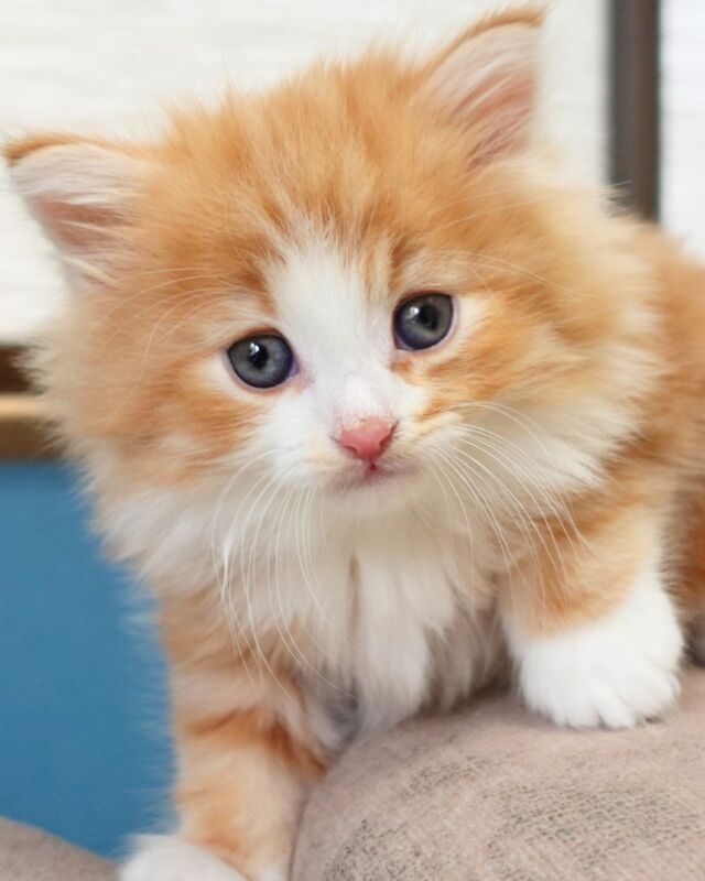 ←見学依頼はこちらから
🐈ご家族募集中🏠
ほむら（Homura）♂
#ノルのおうち #ノルウェージャンのいる暮らし
#ノルウェージャンフォレストキャットブリーダー
#ノルウェージャンブリーダー #ノルウェージャン子猫