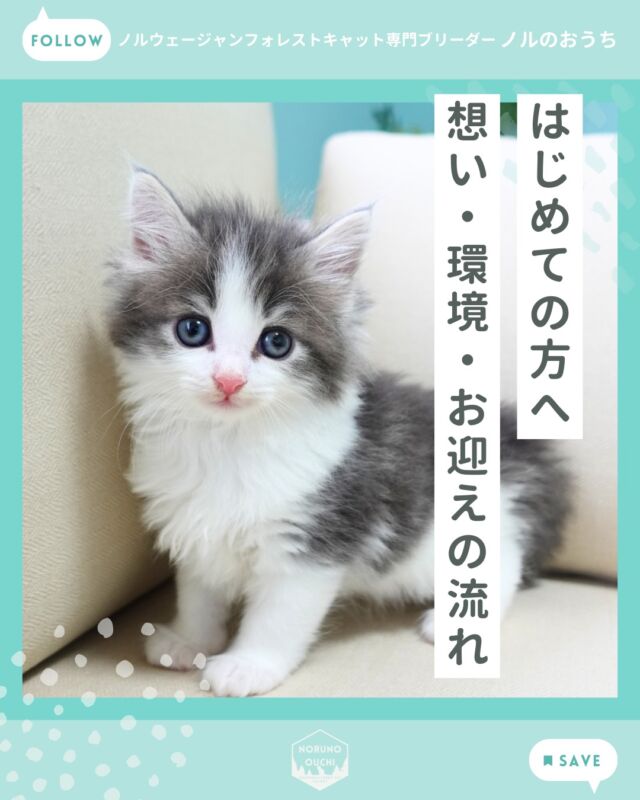 @norunoouchi ←最新の子猫情報はこちらから
🌿はじめてノルのおうちを知った方へ｜私たちの想い・環境・お迎えの流れ

私たちはノルの賢さ・優しさ・感情の豊かさに魅せられ、
この美しい猫種とご家族との素敵な出会いをつなぐ活動をしています。

この投稿では、
✔ 私たちの想い
✔ 子猫たちの育つ環境
✔ お迎えまでの流れ
を初めての方にも
わかりやすくご紹介しています。

🌸 ノルのおうちが大切にしている想い

ノルは見た目の美しさだけでなく、性格の良さや人との距離感の取りやすさが魅力です。
私たちは、そんなノルと暮らす喜びを多くのご家族に届けたい一心で、次のことにこだわっています。

✔ 健康管理・お手入れ・遺伝疾患への配慮
✔ 子猫の社会化を大切にした育成
✔ 美しさを尊重した血統管理

🏠 子猫たちが育つ環境

ノルのおうちのキャッテリーは、二階建ての一軒家です。
子猫たちは遊び部屋で自由に走り回り、キャットタワーで登ったり降りたりしながら、体を使って育っています。

🐱 子猫紹介

人に慣れやすいノルを育て、ノルのいる暮らしを通じて猫も人も幸せになれるような、
そんな性格の子猫を新しいご家族にお届けしています。

👪 親猫紹介
ノルのおうちでは、子猫だけでなく親猫たちの性格・健康管理にも力を入れています。
親猫たちは当猫舎の大切な家族の一員であり、そこにいるだけでも空気が柔らかくなるような存在です。
子猫たちはそんな親猫たちの愛情を受けながら育っています。

🐾 お迎えまでの流れ（ご家族になるまで）
ノルのおうちでは、子猫とのご縁づくりをしっかりサポートしています。

① オンライン見学
② 直接見学
③ お引き渡し

🧡 購入にあたってのお願い
ノルのおうちでは、以下を大切にしています。
🏠 完全室内飼い
💝 終生飼育（家族として一生をともに）
✂️ 避妊・去勢手術のお願い

これらはノルが健康で幸せに暮らすために重要な条件です。

📩 見学・ご相談・お問い合わせ

公式LINE又はメールにて承っております。
お返事は丁寧に対応させていただきますので、ぜひお気軽にご連絡ください。

𓇠𓇠𓇠𓇠𓇠𓇠𓇠𓇠𓇠𓇠𓇠

🍃ノルのおうち🍃
ノルウェージャンフォレストキャット専門の猫ブリーダー

𓇢ノルウェージャンとの優雅で幸せな日常を発信中
𓇢ご家族募集中の子猫を紹介
𓇢ご家族募集開始／ご家族決定をお知らせ
𓇢飼育や健康管理のアドバイスを共有

🐾子猫を飼いたいと思っている方
🐾ノルの子猫について質問・相談がある方
🐾キャッテリーの見学をしてみたい方
プロフィールのリンクからお問い合わせください🙇‍♀️
→ @norunoouchi

𓇠𓇠𓇠𓇠𓇠𓇠𓇠𓇠𓇠𓇠𓇠

#ノルのおうち #ノルウェージャンのいる暮らし 
#ノルウェージャンフォレストキャットブリーダー 
#ノルウェージャンブリーダー #ノルウェージャン子猫
15:58