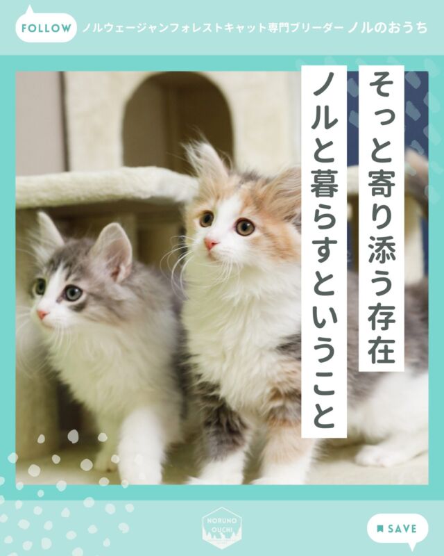 @norunoouchi ←最新の子猫情報はこちらから
🐾 ノルと暮らすということ ― ノルウェージャンフォレストキャットがいる日常 ―

ノルウェージャンフォレストキャットを迎えるということは、
ただ「猫を飼う」というよりも、
新しい家族を迎えることに近いかもしれません。

朝の静かな時間、
帰宅した瞬間、
何気ない日常の中に、そっと寄り添う存在が増える。

今回は、「ノルと暮らすということ」を、お伝えしたいと思います。

🌿 ノルウェージャンフォレストキャットという猫
ノルウェージャンフォレストキャットは、
北欧の森で育まれてきた歴史ある猫種です。

大きく美しい被毛と凛とした佇まい。
一見すると気高い印象を受けますが、
実はとても穏やかで、人との距離感がとても上手な猫でもあります。

🏡 お迎え初日から始まる、ゆるやかな変化

ノルは環境適応力が高い子が多く、
「ここが自分の居場所だ」と感じると、比較的早く心を開いてくれます。

そして一週間、二週間と経つ頃には、
家族の生活リズムを覚え、自然と行動を合わせるようになります。

🐾 ノルがいることで変わる、家の空気

ノルは決して騒がしいタイプではありません。
走り回るよりも、高い場所から眺めたり、窓辺で光を浴びたりする時間を好みます。

その姿を見ていると、人の気持ちまで少し穏やかになります。
ノルは、暮らしに「静かな余白」をくれる猫です。

👨‍👩‍👧‍👦 家族との距離感がとても上手

まるで家族の一員というより、
同じ空間を共有するパートナーのようでもあります。

一緒に暮らすほどに、
「猫」というより「うちの子」「家族」という言葉が、
しっくりくる存在になります。

🌸 成長とともに深まる関係

ノルとの暮らしは、完成された可愛さではなく、
一緒に育っていく時間そのものです。

昨日できなかったことが、今日できる。
昨日より少し近くに来る。
昨日より長くそばにいる。

その積み重ねが、かけがえのない関係を作っていきます。

🌿 ノルと暮らすという選択

ただ可愛いだけの存在ではなく、
人生の時間をともに過ごす“パートナー”のような猫。

ゆっくり、静かに、
でも確かに心の距離を縮めてくれる――
それが、ノルと暮らすという選択です。

🐾 ノルのおうちから、あなたの暮らしへ

ノルのおうちでは、
子猫が「誰かの家族になる日」を大切に考えながら育てています。

人に慣れ、環境に慣れ、
心が安定した状態でお迎えいただけるよう、
日々丁寧に向き合っています。

もし今、
「ノルと暮らす未来」を少しでも想像されたなら、
ぜひホームページの子猫紹介ページをご覧ください。

𓇠𓇠𓇠𓇠𓇠𓇠𓇠𓇠𓇠𓇠𓇠

🍃ノルのおうち🍃
ノルウェージャンフォレストキャット専門の猫ブリーダー

𓇢ノルウェージャンとの優雅で幸せな日常を発信中
𓇢ご家族募集中の子猫を紹介
𓇢ご家族募集開始／ご家族決定をお知らせ
𓇢飼育や健康管理のアドバイスを共有

🐾子猫を飼いたいと思っている方
🐾ノルの子猫について質問・相談がある方
🐾キャッテリーの見学をしてみたい方
プロフィールのリンクからお問い合わせください🙇‍♀️
→ @norunoouchi

𓇠𓇠𓇠𓇠𓇠𓇠𓇠𓇠𓇠𓇠𓇠

#ノルのおうち #ノルウェージャンのいる暮らし 
#ノルウェージャンフォレストキャットブリーダー 
#ノルウェージャンブリーダー #ノルウェージャン子猫