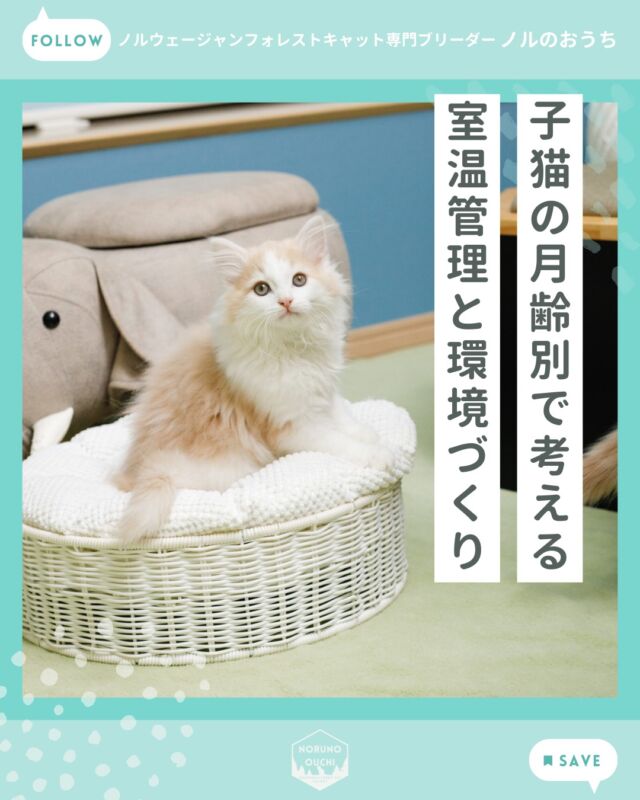 @norunoouchi ←最新の子猫情報はこちらから
🐾子猫の月齢別で考える、室温管理と環境づくり

猫ちゃんが快適に過ごすための
環境づくりの一つとして、
適切な室内温度は、
健やかな成長にとって非常に重要です。

特に子猫の時期は、
体温調節や環境への適応が
まだ十分ではありません。

子猫から成猫までのステージごとに見直したい
「室温管理・環境づくりのポイント」を、
ご紹介します。

🌱子猫期（生後2～6ヵ月）

子猫は体温調節がまだ未熟であるため、
急激な温度変化（特に室温の低下）に
対応できず、体調を崩すことがあります。

目安の室温：24～27℃程度
（⇒まだ寒さに弱いため、暖かめに保つのが安心です）

できる限り温度変化の少ない場所に、
子猫の生活スペースを作ることをおすすめします。

🌿成長期（7ヵ月～1歳）

体が大きくなり、
体温調節能力が向上してきますが、
まだ成猫ほどではありません。

目安の室温：22～26℃程度

猫は暑さ・寒さに敏感です。
ノルは毛が密で豊かなので、
夏は特に蒸れやすく、冷却グッズを利用するなど、
涼しいスポットも用意すると良いでしょう。

☀️成猫期（1歳～）

1歳を過ぎる頃には、体の恒常性も育ち、
季節ごとの変化にも比較的強くなります。

目安の室温：
春・秋：22～25℃
夏：25～27℃
冬：20～24℃

特に夏季は、猫自身が自分で
体温調節するのが難しくなるため、
人間が快適と感じる温度よりも
やや涼しめの設定を意識すると安心です。

🧠湿度管理も大切

湿度も猫の快適度に影響するため、
40～60％程度を目安に
保つことをおすすめします。

ノルのおうちでは、季節や天候を踏まえて、
室内温度・湿度を調整しています。

こうした細やかな環境づくりが、
健やかで豊かな暮らしにつながると考えています。

🐾まとめ

猫ちゃんが快適に暮らす方法の一つとして、
室温管理を中心にご説明しました。

ぜひ、子猫の月齢や季節に合わせた
環境づくりを意識してみてください🌿

ノルのおうちでは、
子猫のお迎え前に必要な環境づくりや
グッズのご相談も承っています。

初めての方も安心してご準備いただけるよう、
丁寧にサポートいたします。

𓇠𓇠𓇠𓇠𓇠𓇠𓇠𓇠𓇠𓇠𓇠

🍃ノルのおうち🍃
ノルウェージャンフォレストキャット専門の猫ブリーダー

𓇢ノルウェージャンとの優雅で幸せな日常を発信中
𓇢ご家族募集中の子猫を紹介
𓇢ご家族募集開始／ご家族決定をお知らせ
𓇢飼育や健康管理のアドバイスを共有

🐾子猫を飼いたいと思っている方
🐾ノルの子猫について質問・相談がある方
🐾キャッテリーの見学をしてみたい方
プロフィールのリンクからお問い合わせください🙇‍♀️
→ @norunoouchi

𓇠𓇠𓇠𓇠𓇠𓇠𓇠𓇠𓇠𓇠𓇠

#ノルのおうち #ノルウェージャンのいる暮らし 
#ノルウェージャンフォレストキャットブリーダー 
#ノルウェージャンブリーダー #ノルウェージャン子猫