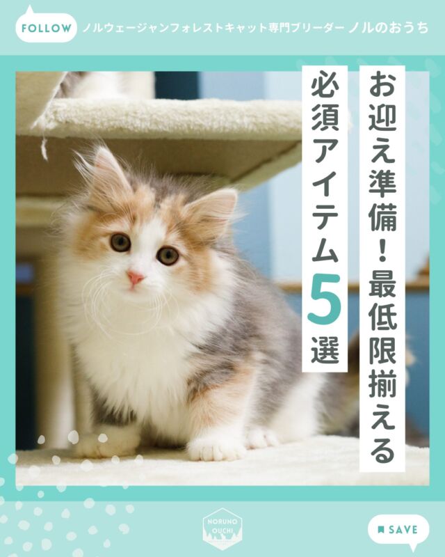 @norunoouchi ←最新の子猫情報はこちらから
ノルウェージャンのお迎え準備！最低限揃えるべき5つの必須アイテムと「後回しでいいもの」

「ついに、憧れのノルウェージャンフォレストキャットをお迎えしよう！」

そんな期待に胸を膨らませる一方で、
ネットやSNSに溢れる情報を見て「あれもこれも準備しなきゃ……」と、立ち止まっていませんか？

そこで今回は、「ノルのおうち」で実際に使っているものをもとに、
「これだけあれば初日は100点！」という必須アイテムや、お迎え後に用意しても間に合うものをまとめました。

1. これだけは当日までに！「お迎え必須リスト」

① ケージ（2段〜3段）
外出時はもちろん、多頭飼いの場合は先住ペットとの対面時にも重宝します。
ノルウェージャンは大型になるため、最初から頑丈なものを選んでおくと安心です。

② フード（ロイヤルカナン）
環境の変化による体調不良を防ぐため、
当舎で食べ慣れている「ロイヤルカナン」の子猫用を与えていただけるとありがたいです。

③ トイレトレー・猫砂・シート
当舎では「システムトイレ」を使用しています。

④ フード皿・給水器
フード皿は、洗いやすく、割れにくいタイプのものが良いです。
給水器は、体高に合わせて高さを調節でき、掃除し易く、自動的に給水されるものが良いです。

⑤ キャリーケース
お迎え当日の移動はもちろん、その後のワクチン接種などの通院に必ず必要になります。

2. お迎え後に用意しても間に合うもの

「最初から全部揃えなきゃ」と焦らなくても大丈夫です。
以下のものは、お迎え後に子猫の様子や成長に合わせて選ぶのが失敗しないコツです。

・キャットタワー、玩具
・お手入れ用品（ブラシ、コーム、爪切り、シャンプー）
・ベッド・マット

3. ブリーダーからのアドバイス：一番の準備は「心のゆとり」

色々と準備するものをご紹介しましたが、最後にお伝えしたいのは、
完璧な環境を整えることよりも、
新しい家族をゆったりとした気持ちで迎えてあげることの大切さです。

「ノルのおうち」にお任せください

お迎え当日は、健康診断書やワクチン接種証明書、そして「子猫の育て方ガイド」をお渡しし、
改めて子猫との暮らしの注意点を丁寧にご説明します。

𓇠𓇠𓇠𓇠𓇠𓇠𓇠𓇠𓇠𓇠𓇠

🍃ノルのおうち🍃
ノルウェージャンフォレストキャット専門の猫ブリーダー

𓇢ノルウェージャンとの優雅で幸せな日常を発信中
𓇢ご家族募集中の子猫を紹介
𓇢ご家族募集開始／ご家族決定をお知らせ
𓇢飼育や健康管理のアドバイスを共有

🐾子猫を飼いたいと思っている方
🐾ノルの子猫について質問・相談がある方
🐾キャッテリーの見学をしてみたい方
プロフィールのリンクからお問い合わせください🙇‍♀️
→ @norunoouchi

𓇠𓇠𓇠𓇠𓇠𓇠𓇠𓇠𓇠𓇠𓇠

#ノルのおうち #ノルウェージャンのいる暮らし 
#ノルウェージャンフォレストキャットブリーダー 
#ノルウェージャンブリーダー #ノルウェージャン子猫