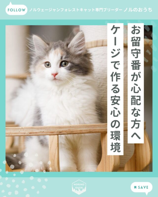 @norunoouchi ←最新の子猫情報はこちらから
お留守番が心配な方へ。ケージがもたらす安心感と環境づくりのコツ

「共働きで家を空ける時間が長いけれど、
子猫にお留守番をさせても大丈夫かな？」

お迎えを検討されている方から、
このようなご不安をよくいただきます。

新しい家族を迎えるにあたって、
独りぼっちにさせる時間は確かに気になりますよね。

ですが結論からお伝えすると、
正しい環境さえ整っていれば、
猫ちゃんは上手にお留守番ができます。

今回は、ブリーダーの視点から、
安心してお留守番をしてもらうための
ポイントをお伝えします。

1. ケージは「閉じ込める場所」ではなく「安全地帯」

お留守番の際は、ケージ
（あるいは安全を確保した一室）で
過ごしてもらうことをおすすめしています。

「食べる・飲む・排泄する」が
完結できる環境を整えてあげましょう。

「ずっとケージに入れるのはかわいそう…」と
感じる方もいらっしゃるかもしれませんが、
猫にとってのケージは、
危険から守られた
「自分だけの安心できるマイルーム」の
ような存在です。

2. お引っ越し直後は「まずケージ中心」で

新しいお家にお迎えした直後は、
環境の変化により一時的に
不安定になることがあります。

そのためまずは、

・きちんと食べられているか
・お水を飲めているか
・排尿・排泄が問題なくできているか

といった基本的な行動が安定するまで、
ケージ中心で静かに
過ごさせてあげるのが理想です。

3. お部屋でフリーにする際の注意点

もしお部屋でフリーにしてお留守番をさせる場合は、
猫ちゃんの目線になって
「危険」を取り除くことが大切です。

・誤飲の防止：
　小さな紐、小物、ビニール、
　人の食べ物などは必ず片付ける

・落下事故の防止：
　骨折につながる可能性のある
　不安定な高所や、倒れやすい
　家具がないか確認する

・感電対策：
電気コード類は
カバーをつけるなど工夫する

4. お留守番の時間帯は気にしすぎなくて大丈夫

「長時間になってしまいますが大丈夫でしょうか？」
というご質問もよくいただきます。

猫は昼夜問わず、
1日に合計12～16時間
（子猫や老猫は18時間以上）眠る動物です。

時間帯そのものを過度に心配する必要はありません。

大切なのは、帰宅後のコミュニケーション。
「お留守番ありがとう」と声をかけ、
少しでも一緒に遊んであげること。

一緒に過ごす“時間の長さ”よりも、
“接する時間の質”を大切にしてあげましょう。

𓇠𓇠𓇠𓇠𓇠𓇠𓇠𓇠𓇠𓇠𓇠

🍃ノルのおうち🍃
ノルウェージャンフォレストキャット専門の猫ブリーダー

𓇢ノルウェージャンとの優雅で幸せな日常を発信中
𓇢ご家族募集中の子猫を紹介
𓇢ご家族募集開始／ご家族決定をお知らせ
𓇢飼育や健康管理のアドバイスを共有

🐾子猫を飼いたいと思っている方
🐾ノルの子猫について質問・相談がある方
🐾キャッテリーの見学をしてみたい方
プロフィールのリンクからお問い合わせください🙇‍♀️
→ @norunoouchi

𓇠𓇠𓇠𓇠𓇠𓇠𓇠𓇠𓇠𓇠𓇠

#ノルのおうち #ノルウェージャンのいる暮らし 
#ノルウェージャンフォレストキャットブリーダー 
#ノルウェージャンブリーダー #ノルウェージャン子猫