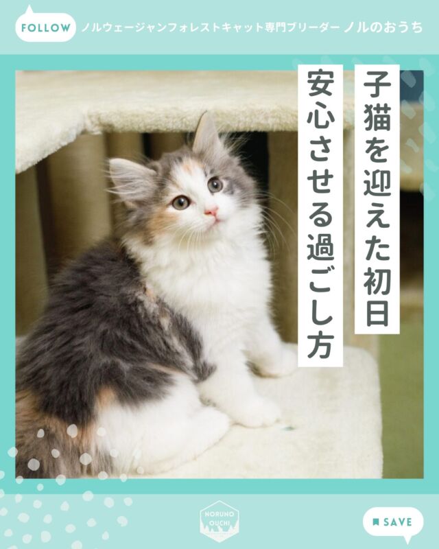 @norunoouchi ←最新の子猫情報はこちらから
子猫をお迎えした初日の過ごし方
― 新しいお家で安心してもらうために大切なこと ―

子猫をお迎えする日は、
飼い主様にとっても特別な一日です。
一方で、子猫にとっては
初めての環境に移動する大きな出来事でもあります。

これまで慣れ親しんだ場所や
兄弟猫、匂い、生活リズムから離れ、
まったく新しいお家にやって来るため、
最初は戸惑いや緊張を感じることもあります。

しかし、
初日の過ごし方を少し工夫するだけで、
子猫は安心して新しい生活を
スタートすることができます。

お迎え初日は、
「仲良くなる日」というよりも、
「安心してもらう日」と
考えていただくと良いかもしれません。

焦らず、ゆっくりと。
子猫のペースに合わせて、
新しい生活をスタートして
いただければと思います。

もし子猫のお迎えや飼い方について
ご不安なことがありましたら、
どうぞお気軽にご相談ください。

詳しくはブログでご紹介しています。

𓇠𓇠𓇠𓇠𓇠𓇠𓇠𓇠𓇠𓇠𓇠

🍃ノルのおうち🍃
ノルウェージャンフォレストキャット専門の猫ブリーダー

𓇢ノルウェージャンとの優雅で幸せな日常を発信中
𓇢ご家族募集中の子猫を紹介
𓇢ご家族募集開始／ご家族決定をお知らせ
𓇢飼育や健康管理のアドバイスを共有

🐾子猫を飼いたいと思っている方
🐾ノルの子猫について質問・相談がある方
🐾キャッテリーの見学をしてみたい方
プロフィールのリンクからお問い合わせください🙇‍♀️
→ @norunoouchi

𓇠𓇠𓇠𓇠𓇠𓇠𓇠𓇠𓇠𓇠𓇠

#ノルのおうち #ノルウェージャンのいる暮らし 
#ノルウェージャンフォレストキャットブリーダー 
#ノルウェージャンブリーダー #ノルウェージャン子猫