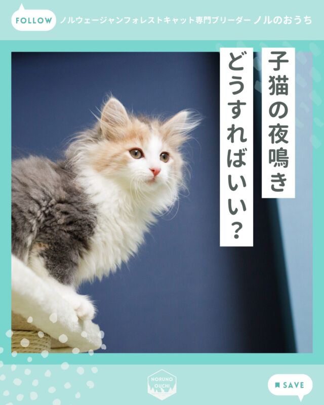 @norunoouchi ←最新の子猫情報はこちらから
子猫が夜鳴きするのはなぜ？
― お迎え直後によくある理由と安心させる方法 ―

子猫をお迎えしたばかりの頃、
「夜になると鳴き続けてしまう」
というご相談をいただくことがあります。

初めて猫を迎えた方にとっては
「何か具合が悪いのでは？」
「寂しいのでは？」
と心配になってしまうことも
あるかもしれません。

しかし、子猫の夜鳴きは
お迎え直後には珍しくない行動です。

多くの場合は、
環境の変化による不安が原因で、
時間とともに落ち着いていきます。

焦らず、子猫のペースを尊重しながら
安心できる環境を整えてあげてください。

少しずつ新しい生活に慣れてくると、
子猫も落ち着いて
穏やかに過ごせるようになっていきます。

もし子猫のお迎えや飼い方について
ご不安なことがありましたら、
どうぞお気軽にご相談ください。

詳しくはブログでご紹介しています。

𓇠𓇠𓇠𓇠𓇠𓇠𓇠𓇠𓇠𓇠𓇠

🍃ノルのおうち🍃
ノルウェージャンフォレストキャット専門の猫ブリーダー

𓇢ノルウェージャンとの優雅で幸せな日常を発信中
𓇢ご家族募集中の子猫を紹介
𓇢ご家族募集開始／ご家族決定をお知らせ
𓇢飼育や健康管理のアドバイスを共有

🐾子猫を飼いたいと思っている方
🐾ノルの子猫について質問・相談がある方
🐾キャッテリーの見学をしてみたい方
プロフィールのリンクからお問い合わせください🙇‍♀️
→ @norunoouchi

𓇠𓇠𓇠𓇠𓇠𓇠𓇠𓇠𓇠𓇠𓇠

#ノルのおうち #ノルウェージャンのいる暮らし
#ノルウェージャンフォレストキャットブリーダー
#ノルウェージャンブリーダー #ノルウェージャン子猫