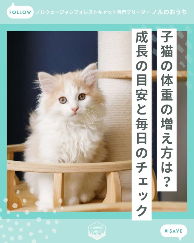 @norunoouchi ←最新の子猫情報はこちらから
子猫の体重はどのくらい増える？
― 成長の目安と毎日のチェック方法 ―

子猫をお迎えしたばかりの頃、
「ちゃんとごはんを食べているのか分からない」
「体重は順調に増えているのか心配」
といったご相談をいただくことがあります。

特に、お迎え直後は環境の変化もあり、
食事量にばらつきが出ることもあるため、
体調面が気になりますよね。

そんなときに一つの目安になるのが、
「体重の増え方」です。

お迎え直後は不安になることも多い時期ですが、
・体重が少しずつ増えているか
・元気に過ごせているか
を見ながら、
焦らず見守っていただければと思います。

もし子猫のお迎えや飼い方について
ご不安なことがありましたら、
どうぞお気軽にご相談ください。

詳しくはブログでご紹介しています。

𓇠𓇠𓇠𓇠𓇠𓇠𓇠𓇠𓇠𓇠𓇠

🍃ノルのおうち🍃
ノルウェージャンフォレストキャット専門の猫ブリーダー

𓇢ノルウェージャンとの優雅で幸せな日常を発信中
𓇢ご家族募集中の子猫を紹介
𓇢ご家族募集開始／ご家族決定をお知らせ
𓇢飼育や健康管理のアドバイスを共有

🐾子猫を飼いたいと思っている方
🐾ノルの子猫について質問・相談がある方
🐾キャッテリーの見学をしてみたい方
プロフィールのリンクからお問い合わせください🙇‍♀️
→ @norunoouchi

𓇠𓇠𓇠𓇠𓇠𓇠𓇠𓇠𓇠𓇠𓇠

#ノルのおうち #ノルウェージャンのいる暮らし
#ノルウェージャンフォレストキャットブリーダー
#ノルウェージャンブリーダー #ノルウェージャン子猫