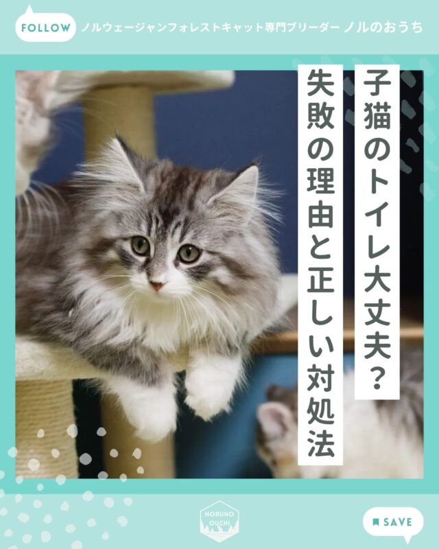 @norunoouchi ←最新の子猫情報はこちらから
子猫がトイレを失敗するのはなぜ？
― 実はほとんど心配いらない理由と正しい対処法 ―

子猫をお迎えされた方から、
「トイレをちゃんと覚えてくれるか心配です」
「失敗してしまったらどうしよう…」
といったご不安をいただくことがあります。

ですが、子猫は本来、
トイレを覚えるのがとても得意な動物です。

多くの場合、
・すでに覚えている
・環境に慣れれば自然にできる
ため、大きな問題になることはほとんどありません。

最初は新しい環境に戸惑うこともありますが、
少しずつ慣れていく過程も含めて、
温かく見守っていただければと思います。

もし子猫のお迎えや飼い方について
ご不安なことがありましたら、
どうぞお気軽にご相談ください。

詳しくはブログでご紹介しています。

𓇠𓇠𓇠𓇠𓇠𓇠𓇠𓇠𓇠𓇠𓇠

🍃ノルのおうち🍃
ノルウェージャンフォレストキャット専門の猫ブリーダー

𓇢ノルウェージャンとの優雅で幸せな日常を発信中
𓇢ご家族募集中の子猫を紹介
𓇢ご家族募集開始／ご家族決定をお知らせ
𓇢飼育や健康管理のアドバイスを共有

🐾子猫を飼いたいと思っている方
🐾ノルの子猫について質問・相談がある方
🐾キャッテリーの見学をしてみたい方
プロフィールのリンクからお問い合わせください🙇‍♀️
→ @norunoouchi

𓇠𓇠𓇠𓇠𓇠𓇠𓇠𓇠𓇠𓇠𓇠

#ノルのおうち #ノルウェージャンのいる暮らし
#ノルウェージャンフォレストキャットブリーダー
#ノルウェージャンブリーダー #ノルウェージャン子猫