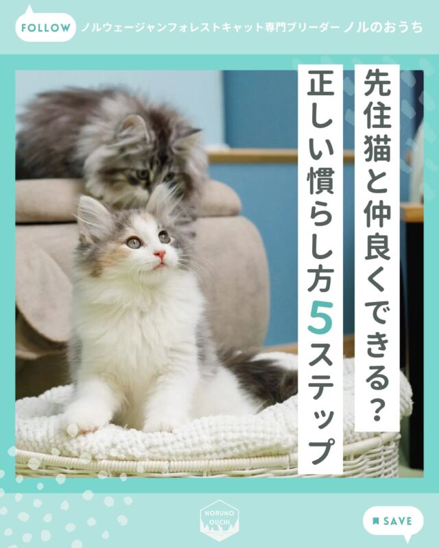 @norunoouchi ←最新の子猫情報はこちらから
先住猫と仲良くできる？
正しい慣らし方５ステップ

子猫のお迎えを検討されている方から、
「すでに猫を飼っているのですが、
　相性は大丈夫でしょうか？」
「ケンカにならないか心配です…」
といったご相談をよくいただきます。

結論からお伝えすると、
正しい手順で慣らしていけば、
ほとんどの場合うまくいきます。

猫同士の関係は「相性」だけでなく、
最初の出会わせ方で大きく変わります。

また、多頭飼いを成功させる最大のポイントは、
先住猫ちゃんの安心感を守ることであり、
「自分の居場所は変わらない」
と感じてもらうことが、成功の鍵になります。

もし子猫のお迎えや飼い方について
ご不安なことがありましたら、
どうぞお気軽にご相談ください。

詳しくはブログでご紹介しています。

𓇠𓇠𓇠𓇠𓇠𓇠𓇠𓇠𓇠𓇠𓇠

🍃ノルのおうち🍃
ノルウェージャンフォレストキャット専門の猫ブリーダー

𓇢ノルウェージャンとの優雅で幸せな日常を発信中
𓇢ご家族募集中の子猫を紹介
𓇢ご家族募集開始／ご家族決定をお知らせ
𓇢飼育や健康管理のアドバイスを共有

🐾子猫を飼いたいと思っている方
🐾ノルの子猫について質問・相談がある方
🐾キャッテリーの見学をしてみたい方
プロフィールのリンクからお問い合わせください🙇‍♀️
→ @norunoouchi

𓇠𓇠𓇠𓇠𓇠𓇠𓇠𓇠𓇠𓇠𓇠

#ノルのおうち #ノルウェージャンのいる暮らし
#ノルウェージャンフォレストキャットブリーダー
#ノルウェージャンブリーダー #ノルウェージャン子猫