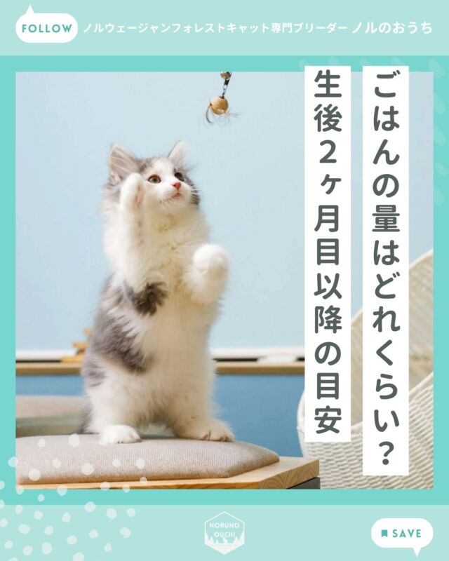 @norunoouchi ←最新の子猫情報はこちらから
子猫のごはん量はどのくらい？
― 生後2ヶ月以降の目安と正しい与え方 ―

子猫をお迎えしたばかりの頃、
「どのくらいの量をあげればいいの？」
「食べ過ぎ・食べなさすぎが心配…」
といったご相談をよくいただきます。

特に生後2ヶ月以降は、ミルクから離れ、
フード中心の生活へ移行する重要な時期です。

子猫のごはん量に「絶対の正解」はありません。

大切なのは、
・体重が増えているか
・元気に過ごせているか
を見ながら、
その子に合った量を見つけていくことです。

最初は不安も多い時期ですが、
少しずつ生活リズムが整っていきますので、
焦らず見守っていただければと思います。

もし子猫のお迎えや飼い方について
ご不安なことがありましたら、
どうぞお気軽にご相談ください。

詳しくはブログでご紹介しています。

𓇠𓇠𓇠𓇠𓇠𓇠𓇠𓇠𓇠𓇠𓇠

🍃ノルのおうち🍃
ノルウェージャンフォレストキャット専門の猫ブリーダー

𓇢ノルウェージャンとの優雅で幸せな日常を発信中
𓇢ご家族募集中の子猫を紹介
𓇢ご家族募集開始／ご家族決定をお知らせ
𓇢飼育や健康管理のアドバイスを共有

🐾子猫を飼いたいと思っている方
🐾ノルの子猫について質問・相談がある方
🐾キャッテリーの見学をしてみたい方
プロフィールのリンクからお問い合わせください🙇‍♀️
→ @norunoouchi

𓇠𓇠𓇠𓇠𓇠𓇠𓇠𓇠𓇠𓇠𓇠

#ノルのおうち #ノルウェージャンのいる暮らし
#ノルウェージャンフォレストキャットブリーダー
#ノルウェージャンブリーダー #ノルウェージャン子猫