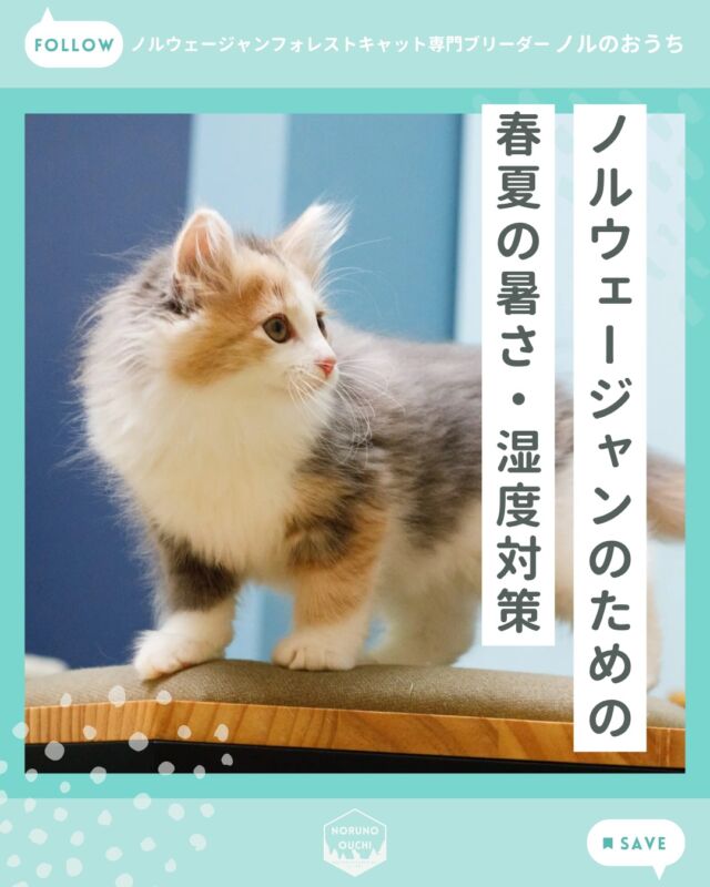 @norunoouchi ←最新の子猫情報はこちらから
ノルウェージャンのための春夏の暑さ・湿度対策

春の柔らかな日差しを感じるようになると、
人にとっては過ごしやすい季節ですが、
豊かな被毛を持つ
ノルウェージャンフォレストキャットにとっては、
そろそろ「暑さ」への備えを始めるタイミングです。

北欧の厳しい寒さに適応した彼らのダブルコートは、
日本の高温多湿な環境では
熱がこもりやすいという特徴があります。

特に「湿度の高い春から夏」を元気に乗り切るために、
今から意識しておきたいポイントをまとめました。

早めに環境を整えておくことで、
本格的な暑さの時期も安心して過ごすことができます。

もし子猫のお迎えや飼い方について
ご不安なことがありましたら、
どうぞお気軽にご相談ください。

詳しくはブログでご紹介しています。

𓇠𓇠𓇠𓇠𓇠𓇠𓇠𓇠𓇠𓇠𓇠

🍃ノルのおうち🍃
ノルウェージャンフォレストキャット専門の猫ブリーダー

𓇢ノルウェージャンとの優雅で幸せな日常を発信中
𓇢ご家族募集中の子猫を紹介
𓇢ご家族募集開始／ご家族決定をお知らせ
𓇢飼育や健康管理のアドバイスを共有

🐾子猫を飼いたいと思っている方
🐾ノルの子猫について質問・相談がある方
🐾キャッテリーの見学をしてみたい方
プロフィールのリンクからお問い合わせください🙇‍♀️
→ @norunoouchi

𓇠𓇠𓇠𓇠𓇠𓇠𓇠𓇠𓇠𓇠𓇠

#ノルのおうち #ノルウェージャンのいる暮らし
#ノルウェージャンフォレストキャットブリーダー
#ノルウェージャンブリーダー #ノルウェージャン子猫