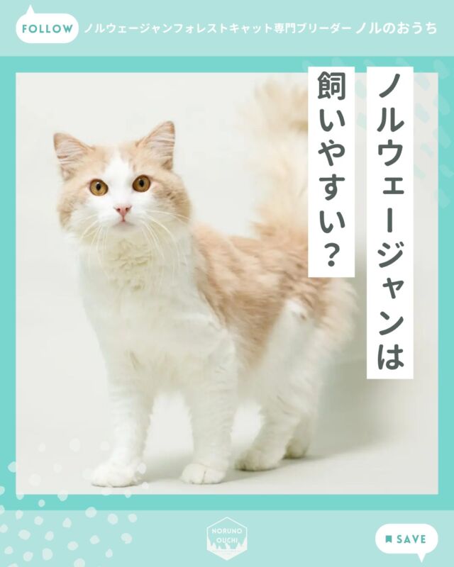 @norunoouchi ←最新の子猫情報はこちらから
ノルウェージャンは飼いやすい？

北欧の豊かな森で育まれてきた
ノルウェージャンフォレストキャット。
その穏やかな性格と美しい被毛に魅力を感じ、
お迎えを検討される方も多い猫種です。

特徴を理解し、環境を整えることで、
非常に飼いやすい猫種です。

・穏やかな性格
・ゆっくりとした成長
・環境への順応性

これらを踏まえて準備をしていただくことで、
より安心して新しい生活を
スタートしていただけます。

もし子猫のお迎えや飼い方について
ご不安なことがありましたら、
どうぞお気軽にご相談ください。

詳しくはブログでご紹介しています。

𓇠𓇠𓇠𓇠𓇠𓇠𓇠𓇠𓇠𓇠𓇠

🍃ノルのおうち🍃
ノルウェージャンフォレストキャット専門の猫ブリーダー

𓇢ノルウェージャンとの優雅で幸せな日常を発信中
𓇢ご家族募集中の子猫を紹介
𓇢ご家族募集開始／ご家族決定をお知らせ
𓇢飼育や健康管理のアドバイスを共有

🐾子猫を飼いたいと思っている方
🐾ノルの子猫について質問・相談がある方
🐾キャッテリーの見学をしてみたい方
プロフィールのリンクからお問い合わせください🙇‍♀️
→ @norunoouchi

𓇠𓇠𓇠𓇠𓇠𓇠𓇠𓇠𓇠𓇠𓇠

#ノルのおうち #ノルウェージャンのいる暮らし
#ノルウェージャンフォレストキャットブリーダー
#ノルウェージャンブリーダー #ノルウェージャン子猫