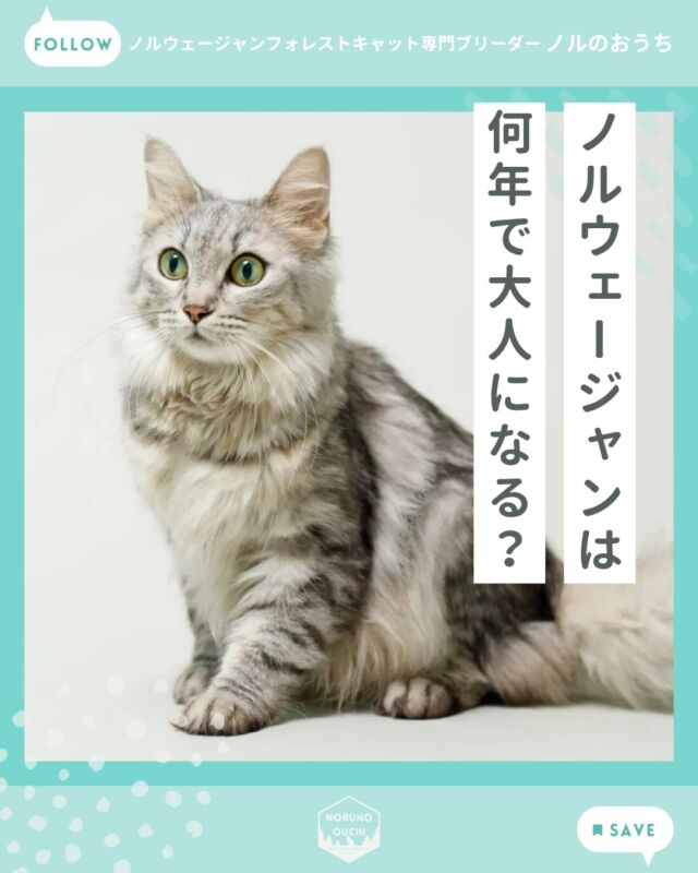 @norunoouchi ←最新の子猫情報はこちらから
ノルウェージャンは何年で大人になる？

ノルウェージャンフォレストキャットの
大きな特徴のひとつが、
成長に時間をかける猫種であることです。

一般的な猫が1年前後で成猫になるのに対し、
ノルウェージャンは3〜5年ほどかけて
ゆっくりと成熟していきます。

・子猫期：体の基礎をつくる
・成長期：体格と被毛が整う
・成熟期：風格が備わる

日々の変化は小さくても、
振り返ると大きな成長を感じられるのが、
この猫種の魅力です。

詳しくはブログでご紹介しています。

𓇠𓇠𓇠𓇠𓇠𓇠𓇠𓇠𓇠𓇠𓇠

🍃ノルのおうち🍃
ノルウェージャンフォレストキャット専門の猫ブリーダー

𓇢ノルウェージャンとの優雅で幸せな日常を発信中
𓇢ご家族募集中の子猫を紹介
𓇢ご家族募集開始／ご家族決定をお知らせ
𓇢飼育や健康管理のアドバイスを共有

🐾子猫を飼いたいと思っている方
🐾ノルの子猫について質問・相談がある方
🐾キャッテリーの見学をしてみたい方
プロフィールのリンクからお問い合わせください🙇‍♀️
→ @norunoouchi

𓇠𓇠𓇠𓇠𓇠𓇠𓇠𓇠𓇠𓇠𓇠

#ノルのおうち #ノルウェージャンのいる暮らし
#ノルウェージャンフォレストキャットブリーダー
#ノルウェージャンブリーダー #ノルウェージャン子猫