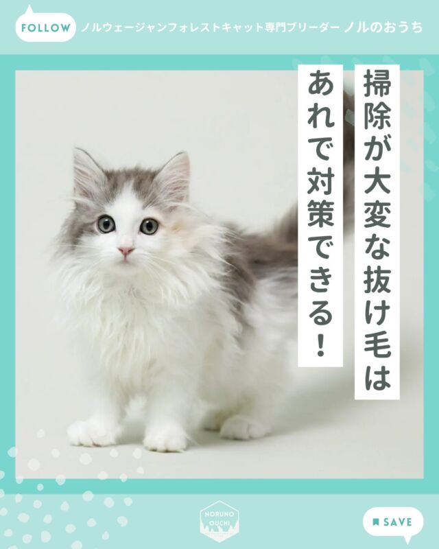 @norunoouchi ←最新の子猫情報はこちらから
掃除が大変な抜け毛はあれで対策できる！

「ノルウェージャンは毛が長いけれど、
抜け毛の掃除はやっぱり大変？」
お迎えを検討されている方から、
とても多くいただくご質問のひとつです。

「毛が長いから大変そう」と感じていた方も、
実際には日々のケアで十分に管理できる猫種です。

正しく理解し、
習慣化すれば大きな負担にはなりません。

もし子猫のお迎えや飼い方について
ご不安なことがありましたら、
どうぞお気軽にご相談ください。

詳しくはブログでご紹介しています。

𓇠𓇠𓇠𓇠𓇠𓇠𓇠𓇠𓇠𓇠𓇠

🍃ノルのおうち🍃
ノルウェージャンフォレストキャット専門の猫ブリーダー

𓇢ノルウェージャンとの優雅で幸せな日常を発信中
𓇢ご家族募集中の子猫を紹介
𓇢ご家族募集開始／ご家族決定をお知らせ
𓇢飼育や健康管理のアドバイスを共有

🐾子猫を飼いたいと思っている方
🐾ノルの子猫について質問・相談がある方
🐾キャッテリーの見学をしてみたい方
プロフィールのリンクからお問い合わせください🙇‍♀️
→ @norunoouchi

𓇠𓇠𓇠𓇠𓇠𓇠𓇠𓇠𓇠𓇠𓇠

#ノルのおうち #ノルウェージャンのいる暮らし
#ノルウェージャンフォレストキャットブリーダー
#ノルウェージャンブリーダー #ノルウェージャン子猫
