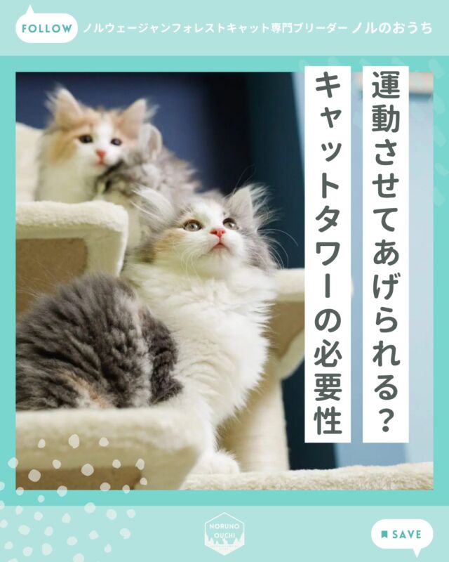@norunoouchi ←最新の子猫情報はこちらから
運動させてあげられる？キャットタワーの必要性

「ノルウェージャンは体が大きいけれど、
その分、運動量も多いの？」
「室内飼育でも
しっかり運動させてあげられる？」

お迎えを検討されている方から、
環境づくりについてよくいただくご質問です。

ノルウェージャンフォレストキャットは、
“上下運動（高いところへの移動）
を好む猫種”であり、
キャットタワーは必須ではないものの、
非常に相性が良く推奨できる設備です。

詳しくはブログでご紹介しています。

𓇠𓇠𓇠𓇠𓇠𓇠𓇠𓇠𓇠𓇠𓇠

🍃ノルのおうち🍃
ノルウェージャンフォレストキャット専門の猫ブリーダー

𓇢ノルウェージャンとの優雅で幸せな日常を発信中
𓇢ご家族募集中の子猫を紹介
𓇢ご家族募集開始／ご家族決定をお知らせ
𓇢飼育や健康管理のアドバイスを共有

🐾子猫を飼いたいと思っている方
🐾ノルの子猫について質問・相談がある方
🐾キャッテリーの見学をしてみたい方
プロフィールのリンクからお問い合わせください🙇‍♀️
→ @norunoouchi

𓇠𓇠𓇠𓇠𓇠𓇠𓇠𓇠𓇠𓇠𓇠

#ノルのおうち #ノルウェージャンのいる暮らし
#ノルウェージャンフォレストキャットブリーダー
#ノルウェージャンブリーダー #ノルウェージャン子猫