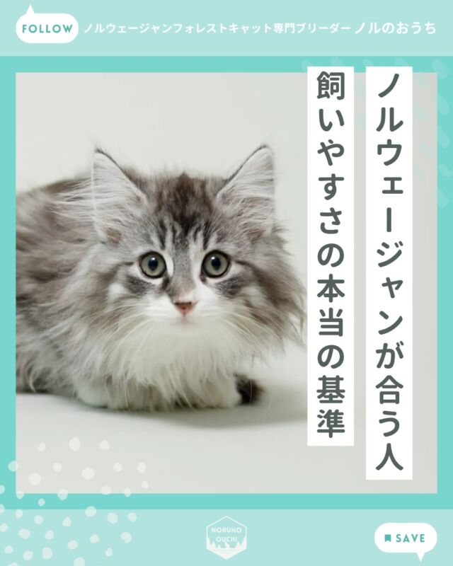 @norunoouchi ←最新の子猫情報はこちらから
ノルウェージャンが合う人 飼いやすさの本当の基準

どんなに魅力的な猫種でも、
ライフスタイルとの相性が合わなければ、
お互いにストレスになってしまいます。

ノルウェージャンフォレストキャットが
✔ 合う方
✔ 少し工夫が必要な方
を本音ベースで整理しました。

「自分に合うかどうか」を
判断するための材料としてご覧ください。

ノルウェージャンは、
✔ 穏やかで
✔ 美しく
✔ 環境次第で非常に飼いやすい猫種です

 「少しの手間を楽しめる方」にとっては
最高のパートナーになります。

詳しくはブログでご紹介しています。

𓇠𓇠𓇠𓇠𓇠𓇠𓇠𓇠𓇠𓇠𓇠

🍃ノルのおうち🍃
ノルウェージャンフォレストキャット専門の猫ブリーダー

𓇢ノルウェージャンとの優雅で幸せな日常を発信中
𓇢ご家族募集中の子猫を紹介
𓇢ご家族募集開始／ご家族決定をお知らせ
𓇢飼育や健康管理のアドバイスを共有

🐾子猫を飼いたいと思っている方
🐾ノルの子猫について質問・相談がある方
🐾キャッテリーの見学をしてみたい方
プロフィールのリンクからお問い合わせください🙇‍♀️
→ @norunoouchi

𓇠𓇠𓇠𓇠𓇠𓇠𓇠𓇠𓇠𓇠𓇠

#ノルのおうち #ノルウェージャンのいる暮らし
#ノルウェージャンフォレストキャットブリーダー
#ノルウェージャンブリーダー #ノルウェージャン子猫