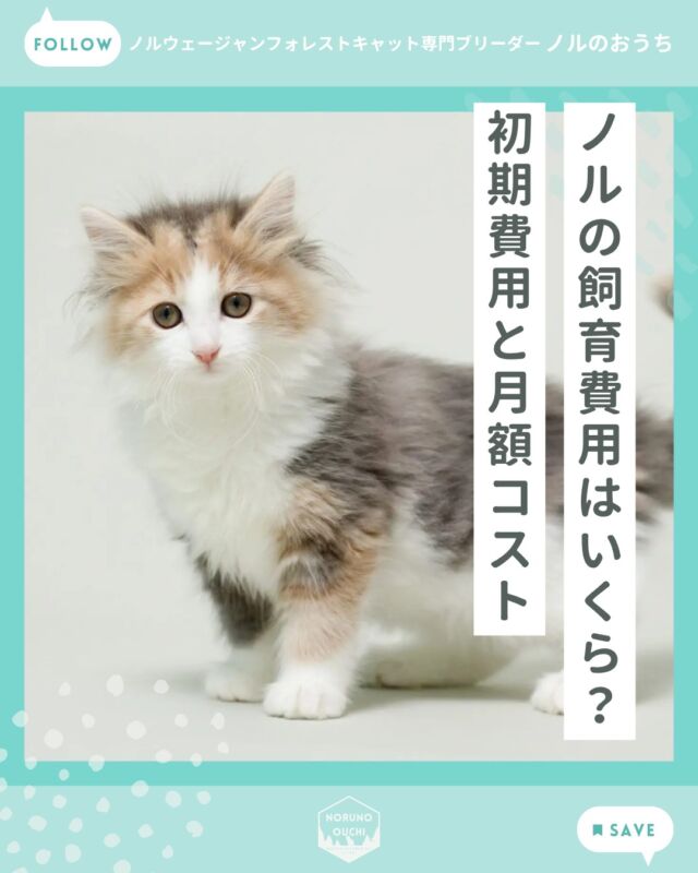 @norunoouchi ←最新の子猫情報はこちらから
ノルの飼育費用はいくら？初期費用と月額コスト

「ノルウェージャンをお迎えしたいけど、
実際にどれくらいの費用がかかるのか知りたい」

単純な「子猫の価格」だけでなく、
✔ 最初にどれくらい準備が必要か
✔ 毎月どのくらいかかるのか

ブリーダーの視点から
無理なく続けられる現実的な費用感を
具体的に解説します。

費用の目安は以下の通りです。

初期費用：約6万〜9万円
月額費用：約8,000円〜15,000円

詳しくはHPのブログでご紹介しています。

𓇠𓇠𓇠𓇠𓇠𓇠𓇠𓇠𓇠𓇠𓇠

🍃ノルのおうち🍃
ノルウェージャンフォレストキャット専門の猫ブリーダー

𓇢ノルウェージャンとの優雅で幸せな日常を発信中
𓇢ご家族募集中の子猫を紹介
𓇢ご家族募集開始／ご家族決定をお知らせ
𓇢飼育や健康管理のアドバイスを共有

🐾子猫を飼いたいと思っている方
🐾ノルの子猫について質問・相談がある方
🐾キャッテリーの見学をしてみたい方
プロフィールのリンクからお問い合わせください🙇‍♀️
→ @norunoouchi

𓇠𓇠𓇠𓇠𓇠𓇠𓇠𓇠𓇠𓇠𓇠

#ノルのおうち #ノルウェージャンのいる暮らし
#ノルウェージャンフォレストキャットブリーダー
#ノルウェージャンブリーダー #ノルウェージャン子猫