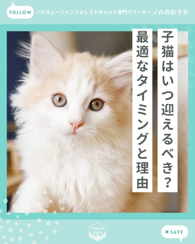 @norunoouchi ←最新の子猫情報はこちらから
子猫はいつ迎えるべき？最適なタイミングと理由

「ノルウェージャンの子猫は、
いつ迎えるのが一番いいですか？」

結論からお伝えすると、
生後2.5ヵ月頃（約75日）以降の
お迎えをおすすめしています。

このタイミングは、
✔ 離乳が完了している
✔ ドライフード中心の食事が安定している
✔ 基本的な社会性が身についている
✔ 新しい環境への順応力が高い

といった、「健康面」と「性格面」の
バランスが非常に良い時期だからです。

詳しくはHPのブログでご紹介しています。

𓇠𓇠𓇠𓇠𓇠𓇠𓇠𓇠𓇠𓇠𓇠

🍃ノルのおうち🍃
ノルウェージャンフォレストキャット専門の猫ブリーダー

𓇢ノルウェージャンとの優雅で幸せな日常を発信中
𓇢ご家族募集中の子猫を紹介
𓇢ご家族募集開始／ご家族決定をお知らせ
𓇢飼育や健康管理のアドバイスを共有

🐾子猫を飼いたいと思っている方
🐾ノルの子猫について質問・相談がある方
🐾キャッテリーの見学をしてみたい方
プロフィールのリンクからお問い合わせください🙇‍♀️
→ @norunoouchi

𓇠𓇠𓇠𓇠𓇠𓇠𓇠𓇠𓇠𓇠𓇠

#ノルのおうち #ノルウェージャンのいる暮らし
#ノルウェージャンフォレストキャットブリーダー
#ノルウェージャンブリーダー #ノルウェージャン子猫