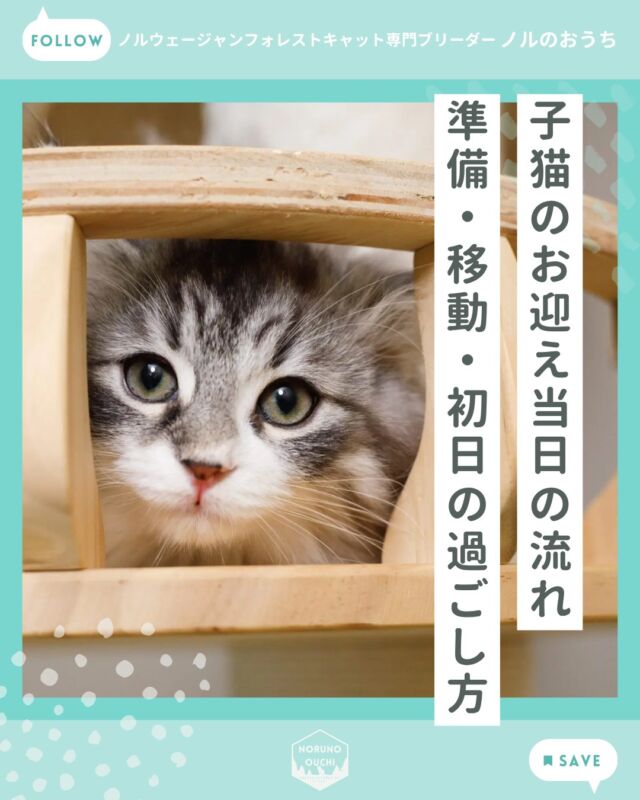 @norunoouchi ←最新の子猫情報はこちらから
子猫のお迎え当日の流れ｜準備・移動・初日の過ごし方

「いよいよ子猫のお迎え当日。
でも、何を準備して、どう過ごせばいいの？」

お迎え当日にやるべきことを時系列で整理し、
失敗しないためのコツをまとめました。

 「早く慣れてもらおう」と
頑張りすぎないことが大切です。

・環境を整えておく
・行動範囲を制限する
・静かに見守る

この3つを意識するだけで、
子猫は自分のペースで環境に順応していきます。

詳しくはHPのブログでご紹介しています。

𓇠𓇠𓇠𓇠𓇠𓇠𓇠𓇠𓇠𓇠𓇠

🍃ノルのおうち🍃
ノルウェージャンフォレストキャット専門の猫ブリーダー

𓇢ノルウェージャンとの優雅で幸せな日常を発信中
𓇢ご家族募集中の子猫を紹介
𓇢ご家族募集開始／ご家族決定をお知らせ
𓇢飼育や健康管理のアドバイスを共有

🐾子猫を飼いたいと思っている方
🐾ノルの子猫について質問・相談がある方
🐾キャッテリーの見学をしてみたい方
プロフィールのリンクからお問い合わせください🙇‍♀️
→ @norunoouchi

𓇠𓇠𓇠𓇠𓇠𓇠𓇠𓇠𓇠𓇠𓇠

#ノルのおうち #ノルウェージャンのいる暮らし
#ノルウェージャンフォレストキャットブリーダー
#ノルウェージャンブリーダー #ノルウェージャン子猫