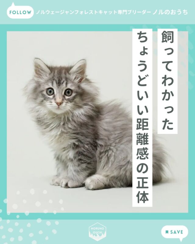 @norunoouchi ←最新の子猫情報はこちらから
飼ってわかった ちょうどいい距離感の正体

ノルウェージャンフォレストキャットは
「穏やかで人と程よい距離感を保てる、
とても暮らしやすい猫種」です。

性格をまとめると、
・穏やかで攻撃性が低い
・自立心があり、適度な距離感を保てる
・成長とともに落ち着いていく

 「ずっとべったりではないけれど、気づくとそばにいる」
そんな心地よい関係を築ける猫種です。

詳しくはHPのブログでご紹介しています。

𓇠𓇠𓇠𓇠𓇠𓇠𓇠𓇠𓇠𓇠𓇠

🍃ノルのおうち🍃
ノルウェージャンフォレストキャット専門の猫ブリーダー

𓇢ノルウェージャンとの優雅で幸せな日常を発信中
𓇢ご家族募集中の子猫を紹介
𓇢ご家族募集開始／ご家族決定をお知らせ
𓇢飼育や健康管理のアドバイスを共有

🐾子猫を飼いたいと思っている方
🐾ノルの子猫について質問・相談がある方
🐾キャッテリーの見学をしてみたい方
プロフィールのリンクからお問い合わせください🙇‍♀️
→ @norunoouchi

𓇠𓇠𓇠𓇠𓇠𓇠𓇠𓇠𓇠𓇠𓇠

#ノルのおうち #ノルウェージャンのいる暮らし
#ノルウェージャンフォレストキャットブリーダー
#ノルウェージャンブリーダー #ノルウェージャン子猫