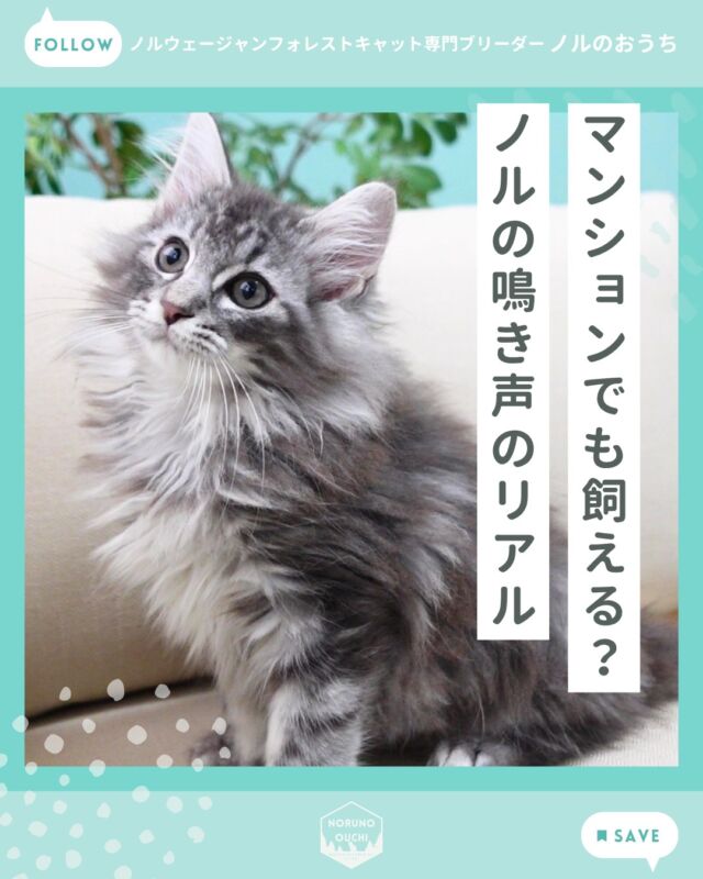 @norunoouchi ←最新の子猫情報はこちらから
マンションでも飼える？ ノルの鳴き声のリアル

ノルウェージャンは比較的静かで、
集合住宅でも飼いやすい猫種です。

・鳴き声は控えめ
・声は柔らかく低め
・無駄鳴きが少ない
・行動で気持ちを伝える
・マンションでも飼いやすい

「静かだけど、ちゃんと心が通じる」猫です。

詳しくはHPのブログでご紹介しています。

𓇠𓇠𓇠𓇠𓇠𓇠𓇠𓇠𓇠𓇠𓇠

🍃ノルのおうち🍃
ノルウェージャンフォレストキャット専門の猫ブリーダー

𓇢ノルウェージャンとの優雅で幸せな日常を発信中
𓇢ご家族募集中の子猫を紹介
𓇢ご家族募集開始／ご家族決定をお知らせ
𓇢飼育や健康管理のアドバイスを共有

🐾子猫を飼いたいと思っている方
🐾ノルの子猫について質問・相談がある方
🐾キャッテリーの見学をしてみたい方
プロフィールのリンクからお問い合わせください🙇‍♀️
→ @norunoouchi

𓇠𓇠𓇠𓇠𓇠𓇠𓇠𓇠𓇠𓇠𓇠

#ノルのおうち #ノルウェージャンのいる暮らし
#ノルウェージャンフォレストキャットブリーダー
#ノルウェージャンブリーダー #ノルウェージャン子猫