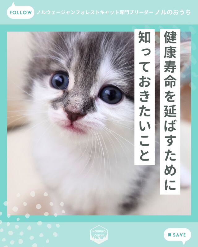 @norunoouchi ←最新の子猫情報はこちらから
健康寿命を延ばすために 知っておきたいこと

お迎えを検討されている方にとって、
“どれだけ長く一緒にいられるか”は
とても大切なテーマです。

ノルウェージャンフォレストキャットの
平均寿命は約14年。

その時間をどう過ごせるかは
・食事と体重管理
・ブラッシングによる日々のチェック
・温湿度管理
・定期的な健康診断
によって大きく変わります。

特別なことではなく、
日々の積み重ねが健康寿命を作ります。

詳しくはHPのブログでご紹介しています。

𓇠𓇠𓇠𓇠𓇠𓇠𓇠𓇠𓇠𓇠𓇠

🍃ノルのおうち🍃
ノルウェージャンフォレストキャット専門の猫ブリーダー

𓇢ノルウェージャンとの優雅で幸せな日常を発信中
𓇢ご家族募集中の子猫を紹介
𓇢ご家族募集開始／ご家族決定をお知らせ
𓇢飼育や健康管理のアドバイスを共有

🐾子猫を飼いたいと思っている方
🐾ノルの子猫について質問・相談がある方
🐾キャッテリーの見学をしてみたい方
プロフィールのリンクからお問い合わせください🙇‍♀️
→ @norunoouchi

𓇠𓇠𓇠𓇠𓇠𓇠𓇠𓇠𓇠𓇠𓇠

#ノルのおうち #ノルウェージャンのいる暮らし
#ノルウェージャンフォレストキャットブリーダー
#ノルウェージャンブリーダー #ノルウェージャン子猫