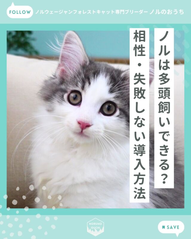 @norunoouchi ←最新の子猫情報はこちらから
ノルは多頭飼いできる？ 相性・失敗しない導入方法

ノルウェージャンは、
✔ 穏やか
✔ 距離感が上手
✔ 衝突しにくい
という意味で、多頭飼いに向いている猫種です。

しかし最終的に重要なのは、
・導入の順番
・環境（特に高さ）
・飼い主の関わり方
です。

ここを外さなければ、
非常に安定した関係を築くことができます。

詳しくはHPのブログでご紹介しています。

𓇠𓇠𓇠𓇠𓇠𓇠𓇠𓇠𓇠𓇠𓇠

🍃ノルのおうち🍃
ノルウェージャンフォレストキャット専門の猫ブリーダー

𓇢ノルウェージャンとの優雅で幸せな日常を発信中
𓇢ご家族募集中の子猫を紹介
𓇢ご家族募集開始／ご家族決定をお知らせ
𓇢飼育や健康管理のアドバイスを共有

🐾子猫を飼いたいと思っている方
🐾ノルの子猫について質問・相談がある方
🐾キャッテリーの見学をしてみたい方
プロフィールのリンクからお問い合わせください🙇‍♀️
→ @norunoouchi

𓇠𓇠𓇠𓇠𓇠𓇠𓇠𓇠𓇠𓇠𓇠

#ノルのおうち #ノルウェージャンのいる暮らし
#ノルウェージャンフォレストキャットブリーダー
#ノルウェージャンブリーダー #ノルウェージャン子猫
