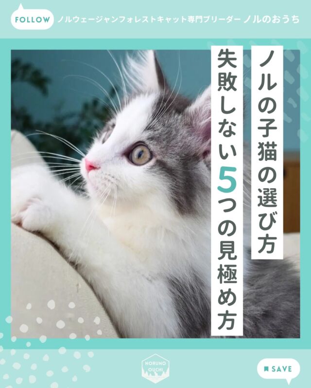 @norunoouchi ←最新の子猫情報はこちらから
ノルの子猫の選び方 失敗しない5つの見極め方

ノルウェージャンは、子猫の可愛らしさと、
成猫時のエレガントで華やかな美しさの
両方を持つ猫種です。

だからこそ大切なのは、
 「今の可愛さ」と「将来の完成形」の
両方をイメージして選ぶこと。

5つのチェックポイント：
1. 顔立ちと全体バランスを見る
2. 性格は「順応性」と「好奇心」で見る
3. 母猫の性格と育った環境を確認する
4. ケアができるか（触れ合いの質）を確認する
5. 価格の背景を見る（＝将来への安心）

「今の印象」を見て、
「これからの変化」を想像して選ぶことが、
後悔しないお迎えに繋がります。

詳しくはHPのブログでご紹介しています。

𓇠𓇠𓇠𓇠𓇠𓇠𓇠𓇠𓇠𓇠𓇠

🍃ノルのおうち🍃
ノルウェージャンフォレストキャット専門の猫ブリーダー

𓇢ノルウェージャンとの優雅で幸せな日常を発信中
𓇢ご家族募集中の子猫を紹介
𓇢ご家族募集開始／ご家族決定をお知らせ
𓇢飼育や健康管理のアドバイスを共有

🐾子猫を飼いたいと思っている方
🐾ノルの子猫について質問・相談がある方
🐾キャッテリーの見学をしてみたい方
プロフィールのリンクからお問い合わせください🙇‍♀️
→ @norunoouchi

𓇠𓇠𓇠𓇠𓇠𓇠𓇠𓇠𓇠𓇠𓇠

#ノルのおうち #ノルウェージャンのいる暮らし
#ノルウェージャンフォレストキャットブリーダー
#ノルウェージャンブリーダー #ノルウェージャン子猫