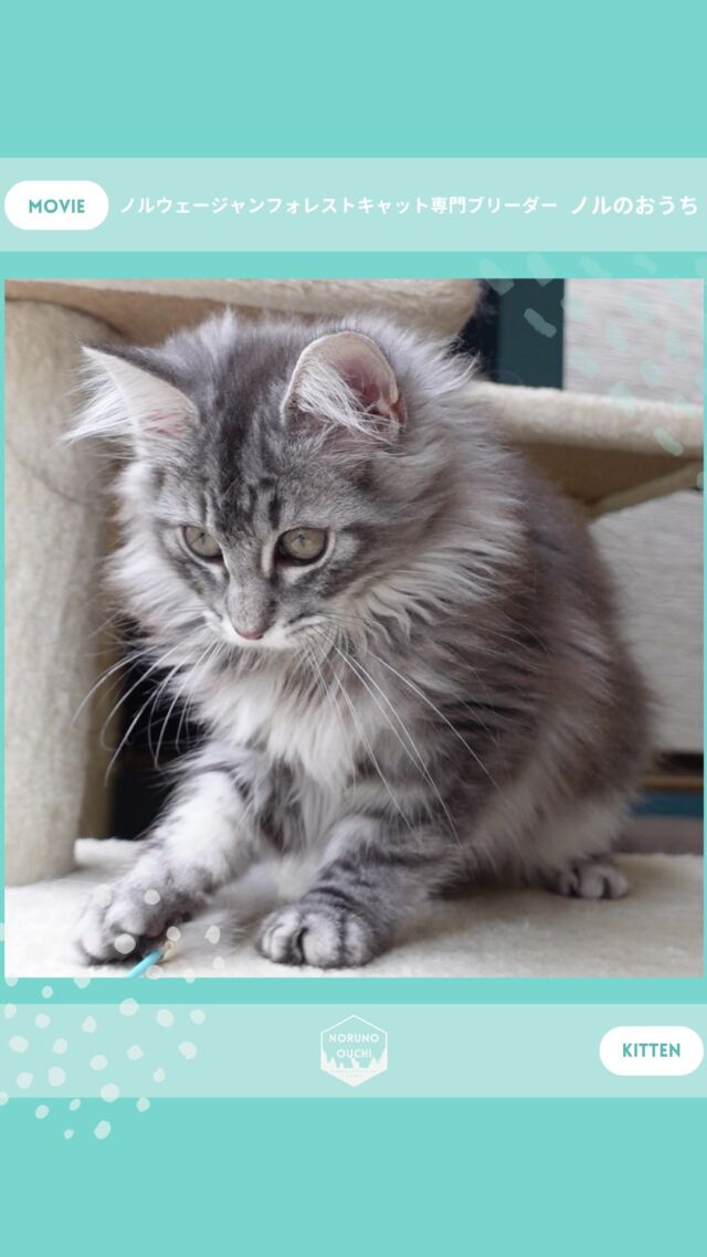 @norunoouchi ←最新の子猫情報はこちらから
🐈ご家族募集中🏠
ヘレナ（Helena）♀
𓇠𓇠𓇠𓇠𓇠𓇠𓇠𓇠𓇠𓇠𓇠

🍃ノルのおうち🍃
ノルウェージャンフォレストキャット専門の猫ブリーダー

𓇢ノルウェージャンとの優雅で幸せな日常を発信中
𓇢ご家族募集中の子猫を紹介
𓇢ご家族募集開始／ご家族決定をお知らせ
𓇢飼育や健康管理のアドバイスを共有

🐾子猫を飼いたいと思っている方
🐾ノルの子猫について質問・相談がある方
🐾キャッテリーの見学をしてみたい方
プロフィールのリンクからお問い合わせください🙇‍♀️
→ @norunoouchi
𓇠𓇠𓇠𓇠𓇠𓇠𓇠𓇠𓇠𓇠𓇠

#ノルのおうち #ノルウェージャンのいる暮らし
#ノルウェージャンフォレストキャットブリーダー
#ノルウェージャンブリーダー #ノルウェージャン子猫