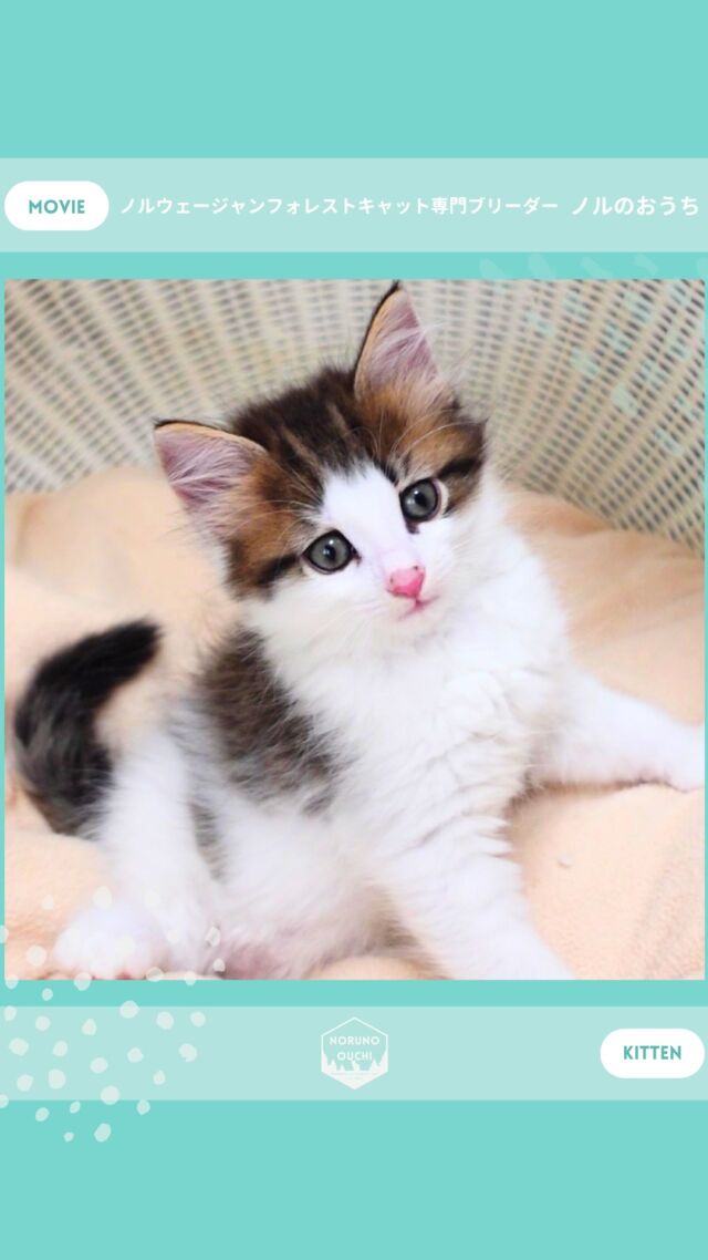 @norunoouchi ←最新の子猫情報はこちらから
🐈ご家族募集中🏠
ルノ（Luno）♂
𓇠𓇠𓇠𓇠𓇠𓇠𓇠𓇠𓇠𓇠𓇠

🍃ノルのおうち🍃
ノルウェージャンフォレストキャット専門の猫ブリーダー

𓇢ノルウェージャンとの優雅で幸せな日常を発信中
𓇢ご家族募集中の子猫を紹介
𓇢ご家族募集開始／ご家族決定をお知らせ
𓇢飼育や健康管理のアドバイスを共有

🐾子猫を飼いたいと思っている方
🐾ノルの子猫について質問・相談がある方
🐾キャッテリーの見学をしてみたい方
プロフィールのリンクからお問い合わせください🙇‍♀️
→ @norunoouchi
𓇠𓇠𓇠𓇠𓇠𓇠𓇠𓇠𓇠𓇠𓇠

#ノルのおうち #ノルウェージャンのいる暮らし
#ノルウェージャンフォレストキャットブリーダー
#ノルウェージャンブリーダー #ノルウェージャン子猫