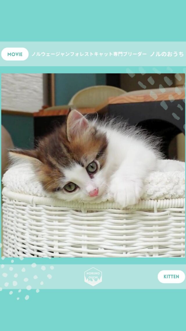 @norunoouchi ←最新の子猫情報はこちらから
🐈ご家族募集中🏠
ルノ（Luno）♂
ノワール（Noir）♀
𓇠𓇠𓇠𓇠𓇠𓇠𓇠𓇠𓇠𓇠𓇠

🍃ノルのおうち🍃
ノルウェージャンフォレストキャット専門の猫ブリーダー

𓇢ノルウェージャンとの優雅で幸せな日常を発信中
𓇢ご家族募集中の子猫を紹介
𓇢ご家族募集開始／ご家族決定をお知らせ
𓇢飼育や健康管理のアドバイスを共有

🐾子猫を飼いたいと思っている方
🐾ノルの子猫について質問・相談がある方
🐾キャッテリーの見学をしてみたい方
プロフィールのリンクからお問い合わせください🙇‍♀️
→ @norunoouchi
𓇠𓇠𓇠𓇠𓇠𓇠𓇠𓇠𓇠𓇠𓇠

#ノルのおうち #ノルウェージャンのいる暮らし
#ノルウェージャンフォレストキャットブリーダー
#ノルウェージャンブリーダー #ノルウェージャン子猫