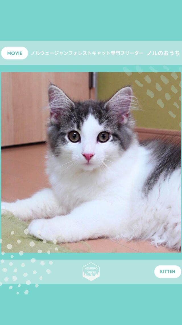 @norunoouchi ←最新の子猫情報はこちらから
🐈ご家族募集中🏠
ローワン（Rowan）♂
𓇠𓇠𓇠𓇠𓇠𓇠𓇠𓇠𓇠𓇠𓇠

🍃ノルのおうち🍃
ノルウェージャンフォレストキャット専門の猫ブリーダー

𓇢ノルウェージャンとの優雅で幸せな日常を発信中
𓇢ご家族募集中の子猫を紹介
𓇢ご家族募集開始／ご家族決定をお知らせ
𓇢飼育や健康管理のアドバイスを共有

🐾子猫を飼いたいと思っている方
🐾ノルの子猫について質問・相談がある方
🐾キャッテリーの見学をしてみたい方
プロフィールのリンクからお問い合わせください🙇‍♀️
→ @norunoouchi
𓇠𓇠𓇠𓇠𓇠𓇠𓇠𓇠𓇠𓇠𓇠

#ノルのおうち #ノルウェージャンのいる暮らし
#ノルウェージャンフォレストキャットブリーダー
#ノルウェージャンブリーダー #ノルウェージャン子猫