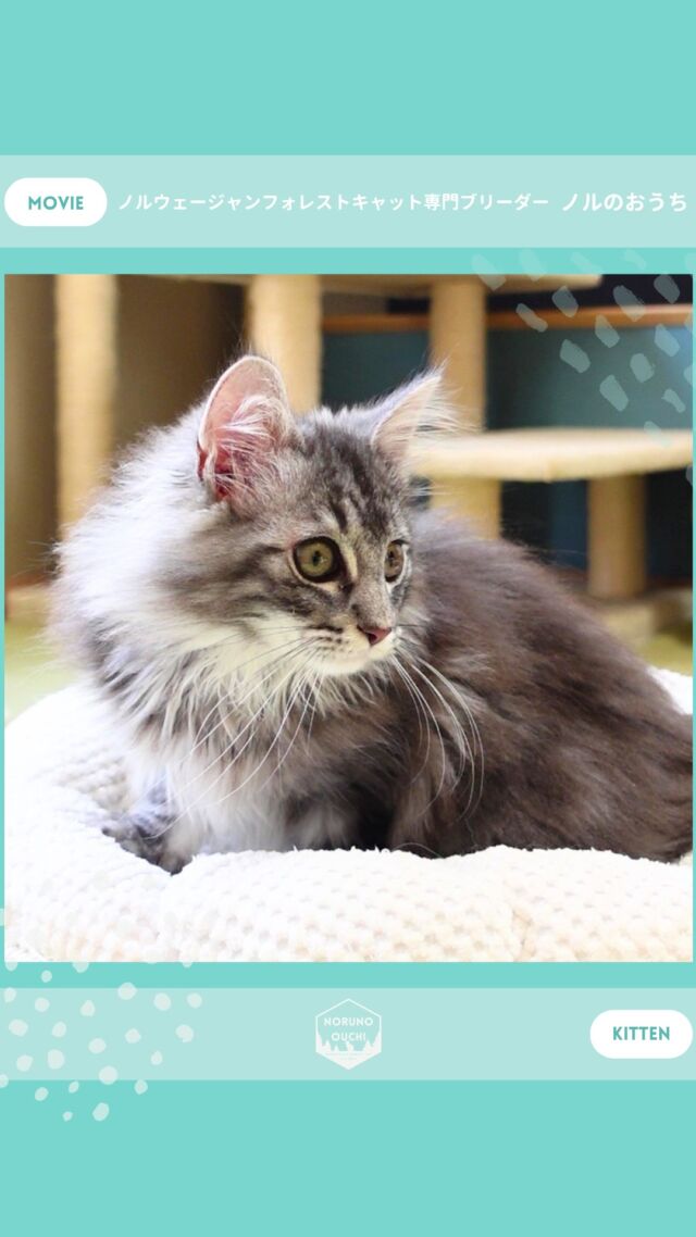 @norunoouchi ←最新の子猫情報はこちらから
🐈ご家族募集中🏠
ヘレナ（Helena）♀
𓇠𓇠𓇠𓇠𓇠𓇠𓇠𓇠𓇠𓇠𓇠

🍃ノルのおうち🍃
ノルウェージャンフォレストキャット専門の猫ブリーダー

𓇢ノルウェージャンとの優雅で幸せな日常を発信中
𓇢ご家族募集中の子猫を紹介
𓇢ご家族募集開始／ご家族決定をお知らせ
𓇢飼育や健康管理のアドバイスを共有

🐾子猫を飼いたいと思っている方
🐾ノルの子猫について質問・相談がある方
🐾キャッテリーの見学をしてみたい方
プロフィールのリンクからお問い合わせください🙇‍♀️
→ @norunoouchi
𓇠𓇠𓇠𓇠𓇠𓇠𓇠𓇠𓇠𓇠𓇠

#ノルのおうち #ノルウェージャンのいる暮らし
#ノルウェージャンフォレストキャットブリーダー
#ノルウェージャンブリーダー #ノルウェージャン子猫