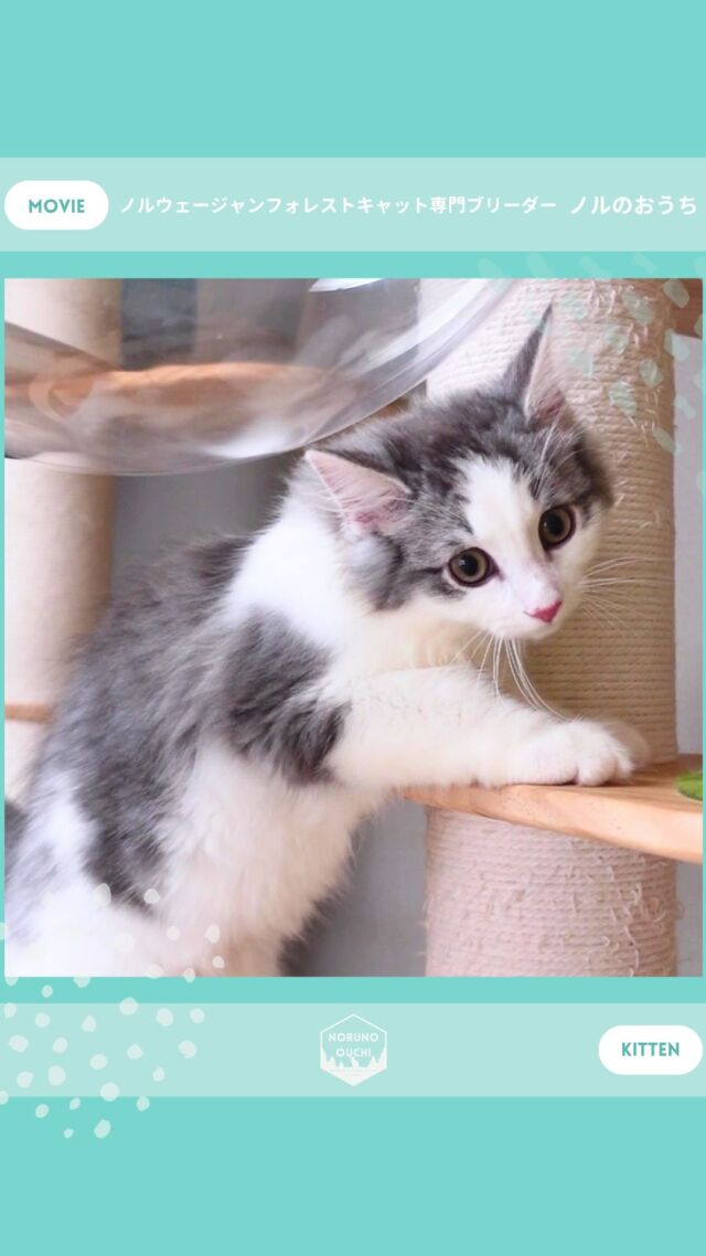 @norunoouchi ←最新の子猫情報はこちらから
🐈ご家族募集中🏠
アリスター（Alistair）♂
𓇠𓇠𓇠𓇠𓇠𓇠𓇠𓇠𓇠𓇠𓇠

🍃ノルのおうち🍃
ノルウェージャンフォレストキャット専門の猫ブリーダー

𓇢ノルウェージャンとの優雅で幸せな日常を発信中
𓇢ご家族募集中の子猫を紹介
𓇢ご家族募集開始／ご家族決定をお知らせ
𓇢飼育や健康管理のアドバイスを共有

🐾子猫を飼いたいと思っている方
🐾ノルの子猫について質問・相談がある方
🐾キャッテリーの見学をしてみたい方
プロフィールのリンクからお問い合わせください🙇‍♀️
→ @norunoouchi
𓇠𓇠𓇠𓇠𓇠𓇠𓇠𓇠𓇠𓇠𓇠

#ノルのおうち #ノルウェージャンのいる暮らし
#ノルウェージャンフォレストキャットブリーダー
#ノルウェージャンブリーダー #ノルウェージャン子猫