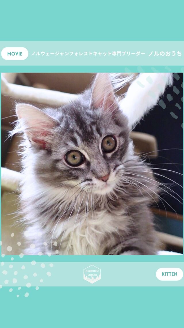 @norunoouchi ←最新の子猫情報はこちらから
🐈ご家族募集中🏠
ヘレナ（Helena）♀
𓇠𓇠𓇠𓇠𓇠𓇠𓇠𓇠𓇠𓇠𓇠

🍃ノルのおうち🍃
ノルウェージャンフォレストキャット専門の猫ブリーダー

𓇢ノルウェージャンとの優雅で幸せな日常を発信中
𓇢ご家族募集中の子猫を紹介
𓇢ご家族募集開始／ご家族決定をお知らせ
𓇢飼育や健康管理のアドバイスを共有

🐾子猫を飼いたいと思っている方
🐾ノルの子猫について質問・相談がある方
🐾キャッテリーの見学をしてみたい方
プロフィールのリンクからお問い合わせください🙇‍♀️
→ @norunoouchi
𓇠𓇠𓇠𓇠𓇠𓇠𓇠𓇠𓇠𓇠𓇠

#ノルのおうち #ノルウェージャンのいる暮らし
#ノルウェージャンフォレストキャットブリーダー
#ノルウェージャンブリーダー #ノルウェージャン子猫