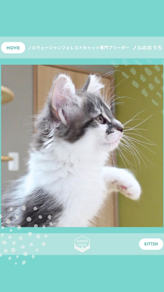 @norunoouchi ←最新の子猫情報はこちらから
🐈ご家族募集中🏠
ミスティ（Misty）♀
𓇠𓇠𓇠𓇠𓇠𓇠𓇠𓇠𓇠𓇠𓇠

🍃ノルのおうち🍃
ノルウェージャンフォレストキャット専門の猫ブリーダー

𓇢ノルウェージャンとの優雅で幸せな日常を発信中
𓇢ご家族募集中の子猫を紹介
𓇢ご家族募集開始／ご家族決定をお知らせ
𓇢飼育や健康管理のアドバイスを共有

🐾子猫を飼いたいと思っている方
🐾ノルの子猫について質問・相談がある方
🐾キャッテリーの見学をしてみたい方
プロフィールのリンクからお問い合わせください🙇‍♀️
→ @norunoouchi
𓇠𓇠𓇠𓇠𓇠𓇠𓇠𓇠𓇠𓇠𓇠

#ノルのおうち #ノルウェージャンのいる暮らし
#ノルウェージャンフォレストキャットブリーダー
#ノルウェージャンブリーダー #ノルウェージャン子猫