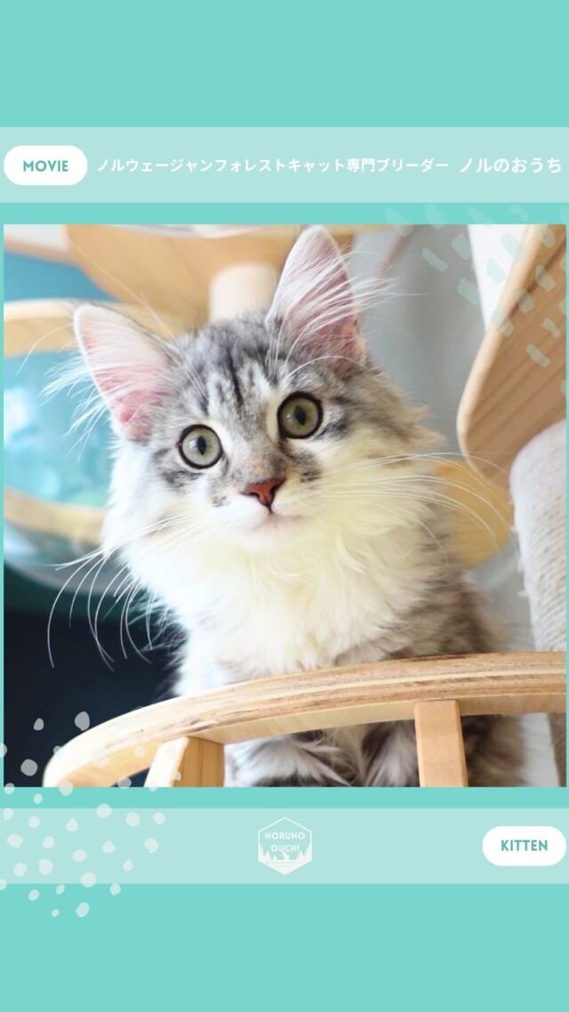 @norunoouchi ←最新の子猫情報はこちらから
🐈ご家族募集中🏠
ライラ（Lyra）♀
𓇠𓇠𓇠𓇠𓇠𓇠𓇠𓇠𓇠𓇠𓇠

🍃ノルのおうち🍃
ノルウェージャンフォレストキャット専門の猫ブリーダー

𓇢ノルウェージャンとの優雅で幸せな日常を発信中
𓇢ご家族募集中の子猫を紹介
𓇢ご家族募集開始／ご家族決定をお知らせ
𓇢飼育や健康管理のアドバイスを共有

🐾子猫を飼いたいと思っている方
🐾ノルの子猫について質問・相談がある方
🐾キャッテリーの見学をしてみたい方
プロフィールのリンクからお問い合わせください🙇‍♀️
→ @norunoouchi
𓇠𓇠𓇠𓇠𓇠𓇠𓇠𓇠𓇠𓇠𓇠

#ノルのおうち #ノルウェージャンのいる暮らし
#ノルウェージャンフォレストキャットブリーダー
#ノルウェージャンブリーダー #ノルウェージャン子猫