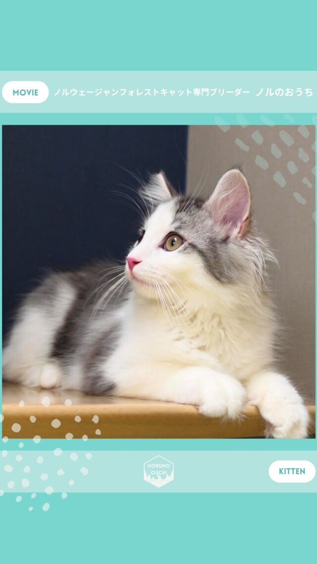 @norunoouchi ←最新の子猫情報はこちらから
🐈ご家族募集中🏠
アリスター（Alistair）♂
𓇠𓇠𓇠𓇠𓇠𓇠𓇠𓇠𓇠𓇠𓇠

🍃ノルのおうち🍃
ノルウェージャンフォレストキャット専門の猫ブリーダー

𓇢ノルウェージャンとの優雅で幸せな日常を発信中
𓇢ご家族募集中の子猫を紹介
𓇢ご家族募集開始／ご家族決定をお知らせ
𓇢飼育や健康管理のアドバイスを共有

🐾子猫を飼いたいと思っている方
🐾ノルの子猫について質問・相談がある方
🐾キャッテリーの見学をしてみたい方
プロフィールのリンクからお問い合わせください🙇‍♀️
→ @norunoouchi
𓇠𓇠𓇠𓇠𓇠𓇠𓇠𓇠𓇠𓇠𓇠

#ノルのおうち #ノルウェージャンのいる暮らし
#ノルウェージャンフォレストキャットブリーダー
#ノルウェージャンブリーダー #ノルウェージャン子猫