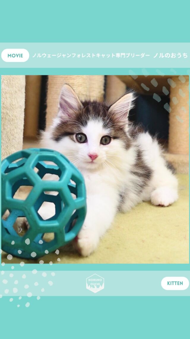 @norunoouchi ←最新の子猫情報はこちらから
🐈ご家族募集中🏠
ノワール（Noir）♀
𓇠𓇠𓇠𓇠𓇠𓇠𓇠𓇠𓇠𓇠𓇠

🍃ノルのおうち🍃
ノルウェージャンフォレストキャット専門の猫ブリーダー

𓇢ノルウェージャンとの優雅で幸せな日常を発信中
𓇢ご家族募集中の子猫を紹介
𓇢ご家族募集開始／ご家族決定をお知らせ
𓇢飼育や健康管理のアドバイスを共有

🐾子猫を飼いたいと思っている方
🐾ノルの子猫について質問・相談がある方
🐾キャッテリーの見学をしてみたい方
プロフィールのリンクからお問い合わせください🙇‍♀️
→ @norunoouchi
𓇠𓇠𓇠𓇠𓇠𓇠𓇠𓇠𓇠𓇠𓇠

#ノルのおうち #ノルウェージャンのいる暮らし
#ノルウェージャンフォレストキャットブリーダー
#ノルウェージャンブリーダー #ノルウェージャン子猫
