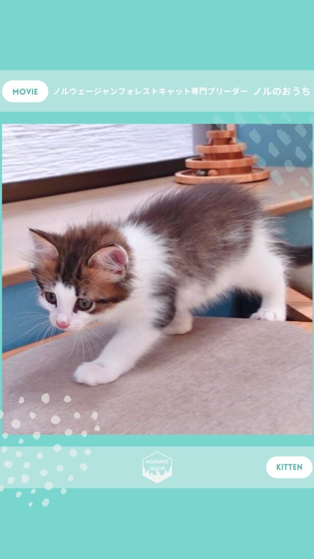 @norunoouchi ←最新の子猫情報はこちらから
🐈ご家族募集中🏠
ルノ（Luno）♂
𓇠𓇠𓇠𓇠𓇠𓇠𓇠𓇠𓇠𓇠𓇠

🍃ノルのおうち🍃
ノルウェージャンフォレストキャット専門の猫ブリーダー

𓇢ノルウェージャンとの優雅で幸せな日常を発信中
𓇢ご家族募集中の子猫を紹介
𓇢ご家族募集開始／ご家族決定をお知らせ
𓇢飼育や健康管理のアドバイスを共有

🐾子猫を飼いたいと思っている方
🐾ノルの子猫について質問・相談がある方
🐾キャッテリーの見学をしてみたい方
プロフィールのリンクからお問い合わせください🙇‍♀️
→ @norunoouchi
𓇠𓇠𓇠𓇠𓇠𓇠𓇠𓇠𓇠𓇠𓇠

#ノルのおうち #ノルウェージャンのいる暮らし
#ノルウェージャンフォレストキャットブリーダー
#ノルウェージャンブリーダー #ノルウェージャン子猫